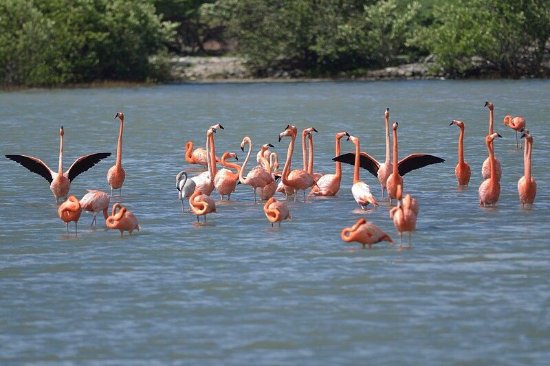 Wonderen van Curaçao: schildpadden, grotten, flamingo's en strand