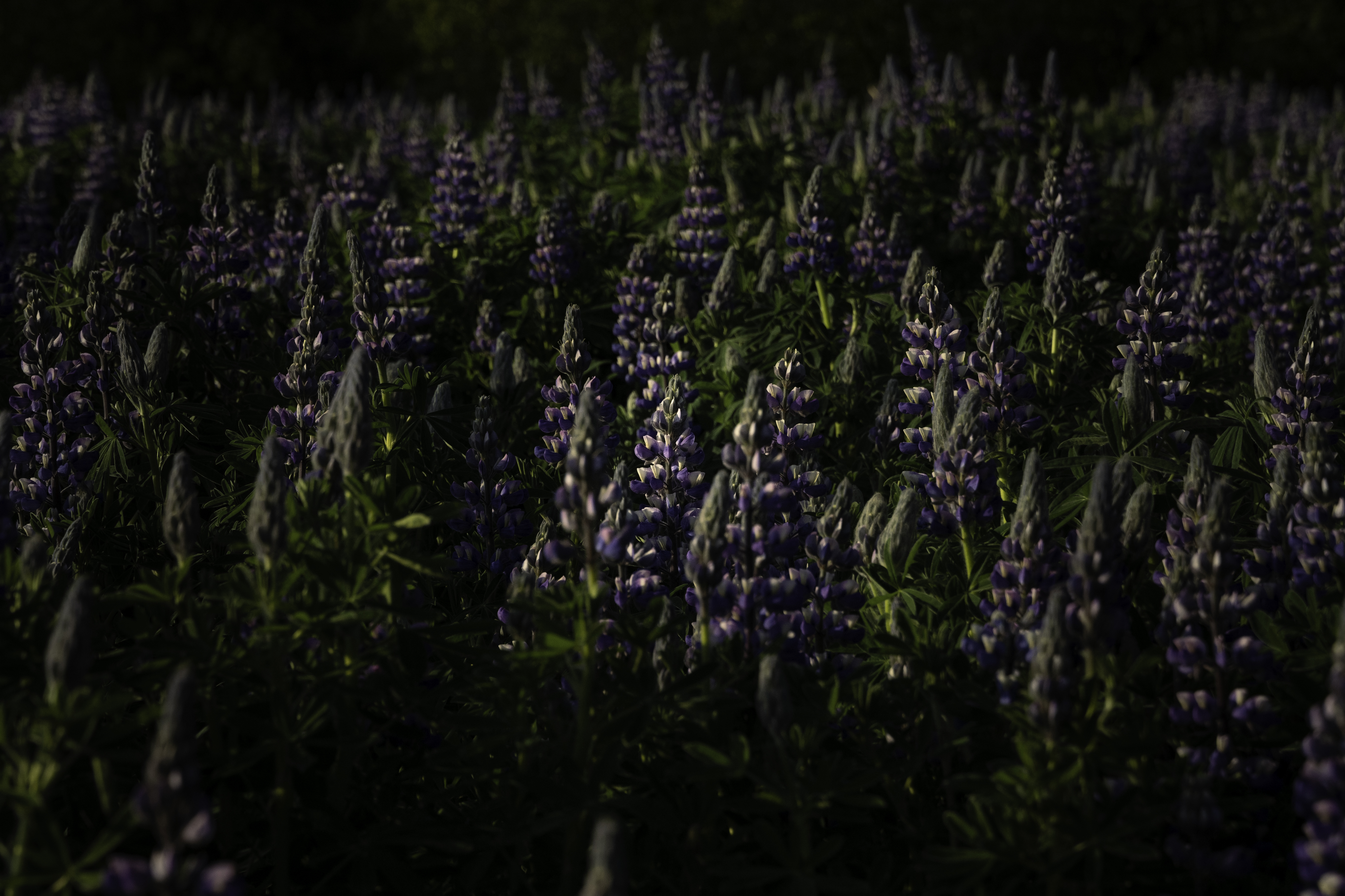 Private Hiking Tour to Glymur Waterfall: Minivan Transfer - photo 16