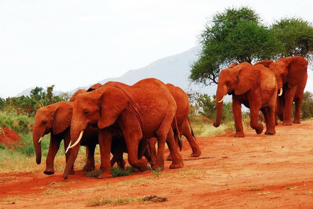 10-Day Kenya Safari Beyond Luxury – An Extraordinary Escape into the Wild – photo 3