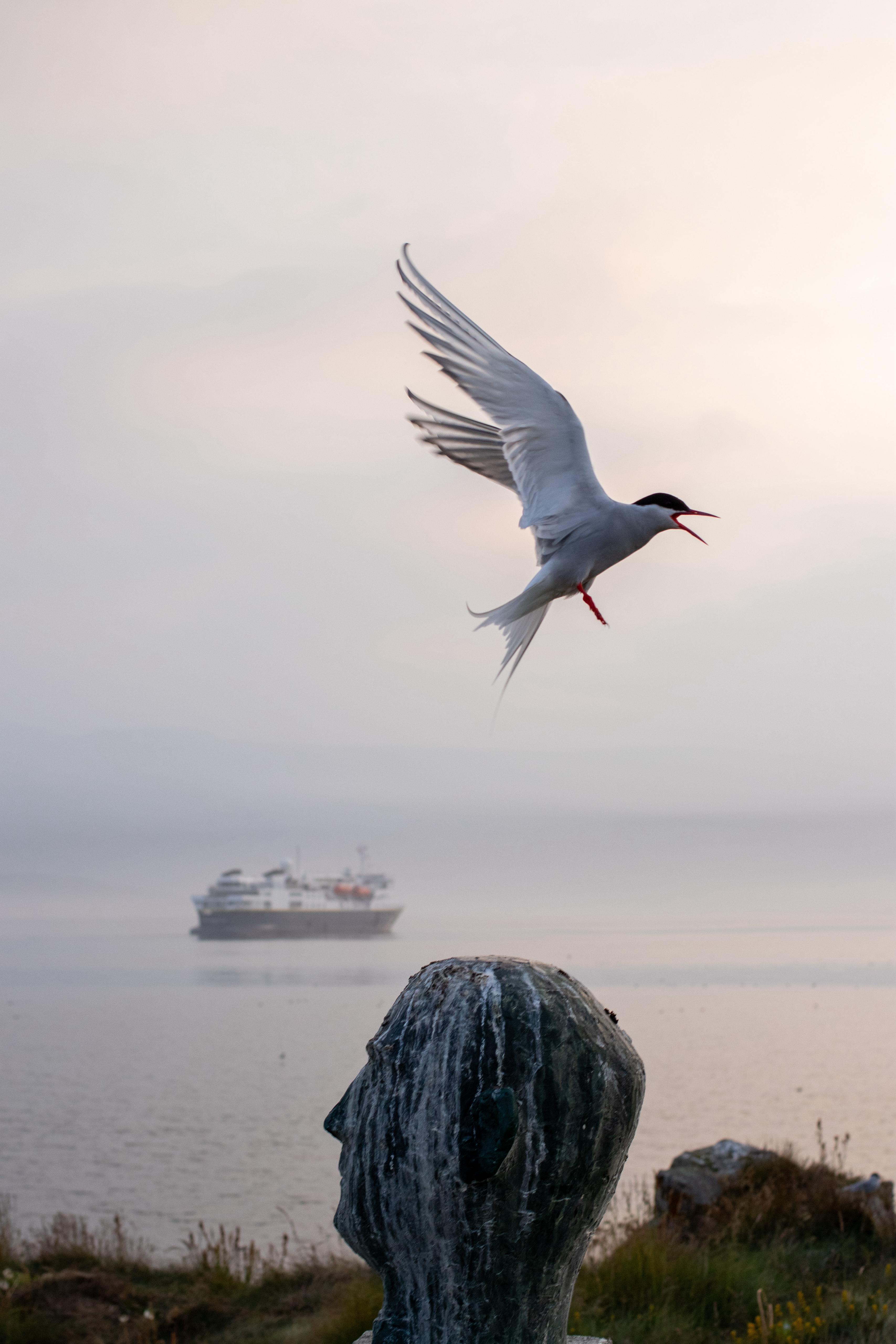 Official Vigur Island Tour (with return boat transfer from Ísafjörður) - photo 3