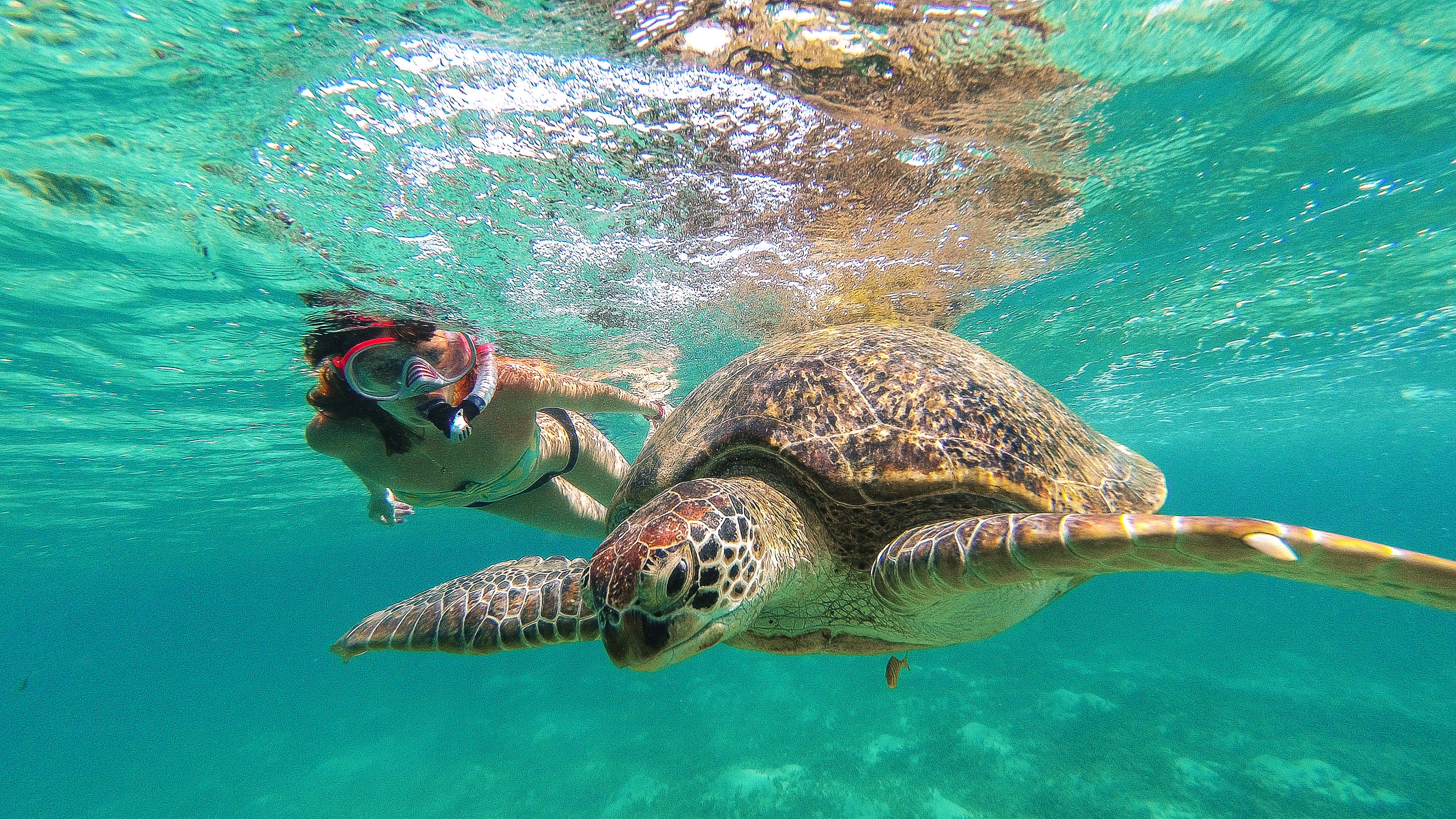 Encuentro con tortugas y esnórquel en el arrecife en Akumal 2