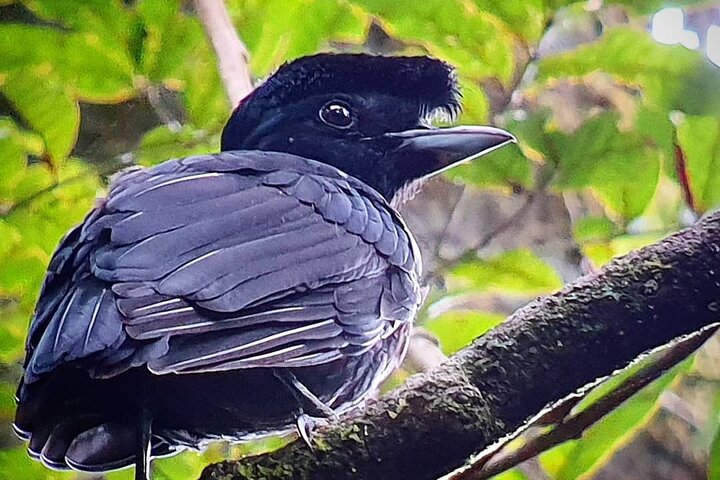 Curicancha Wildlife walk tour