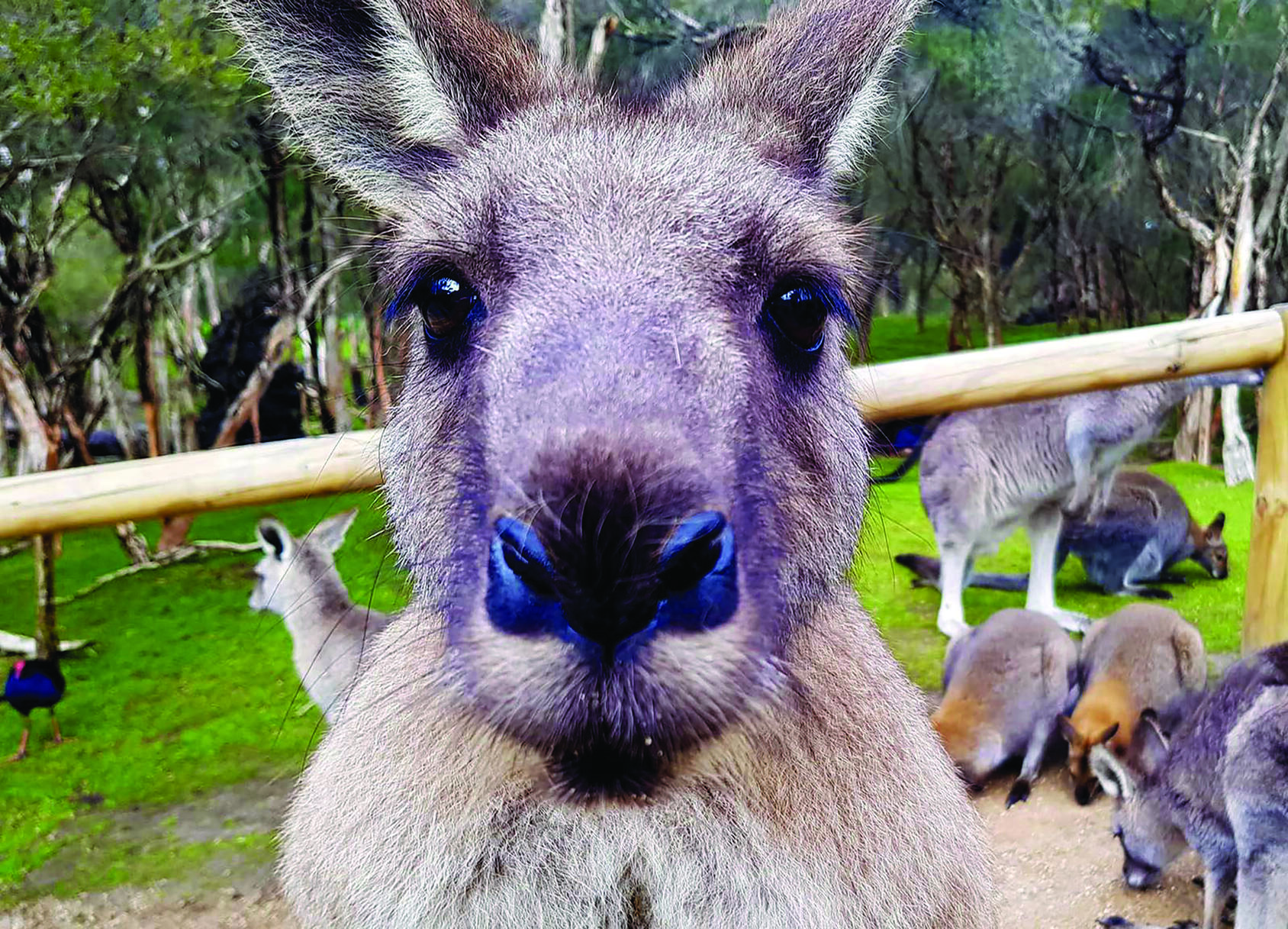 THE AUSSIE EXPLORER  - Photo 10
