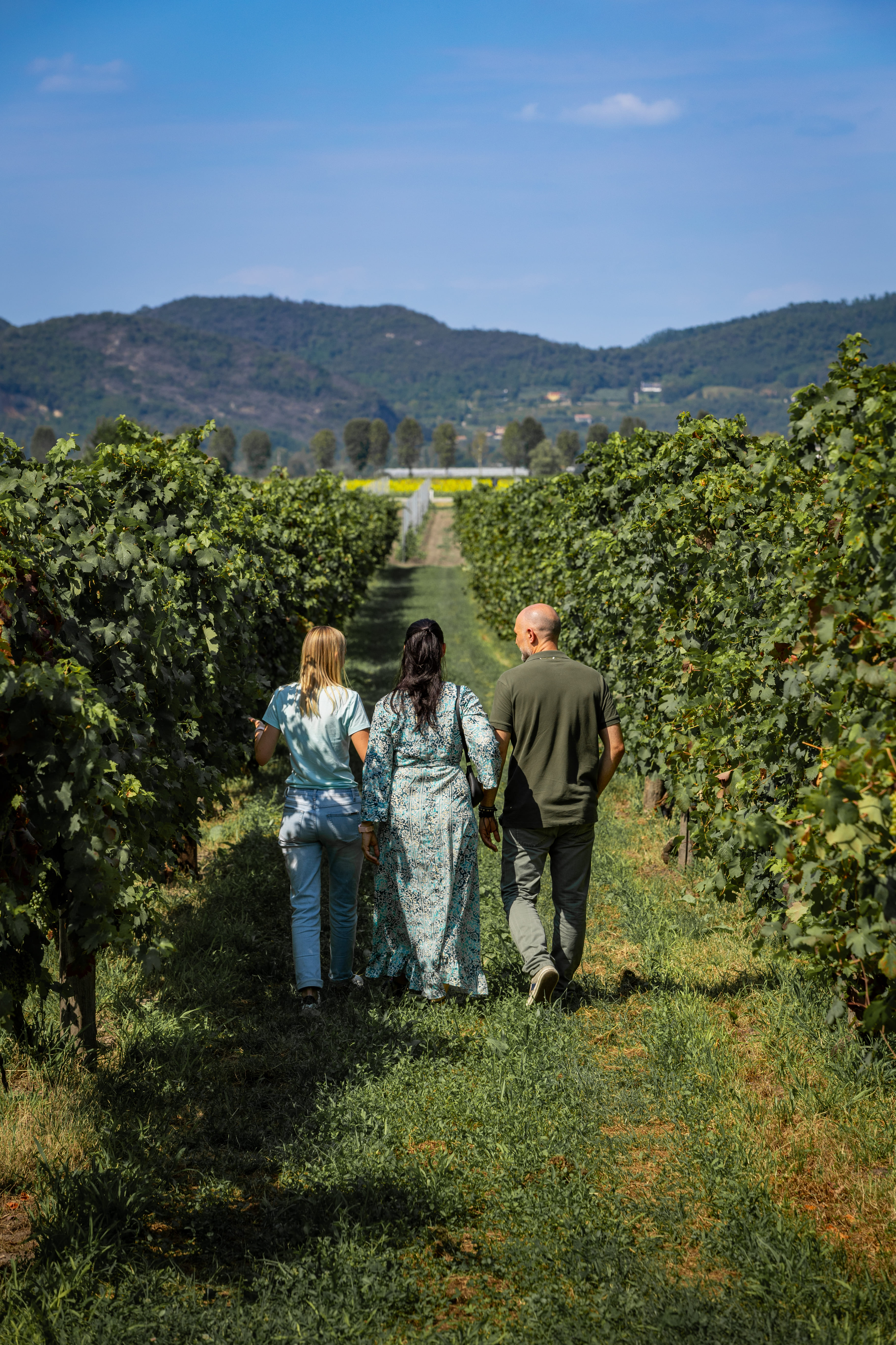 From Padua, Wine tour on the Euganean Hills - Photo 10