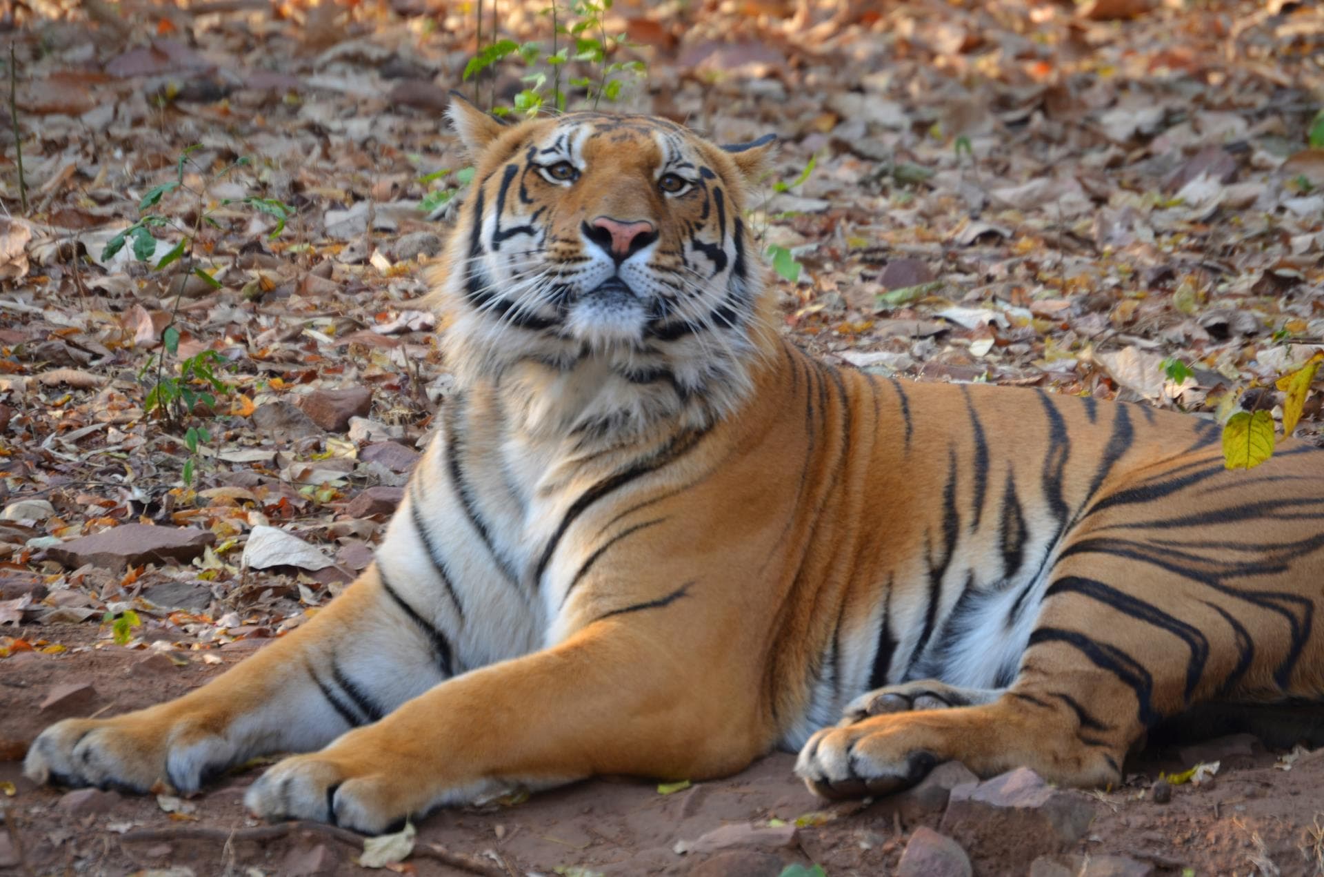 Majestuoso recorrido por la vida silvestre desde Jabalpur al Parque Nacional Kanha