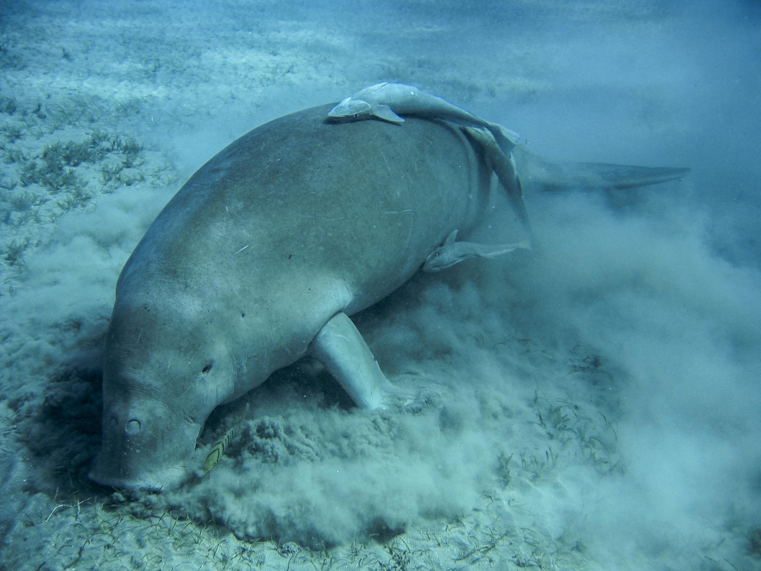 Abu Dabbab Dugong Snorkeling Trip from Soma Bay.
