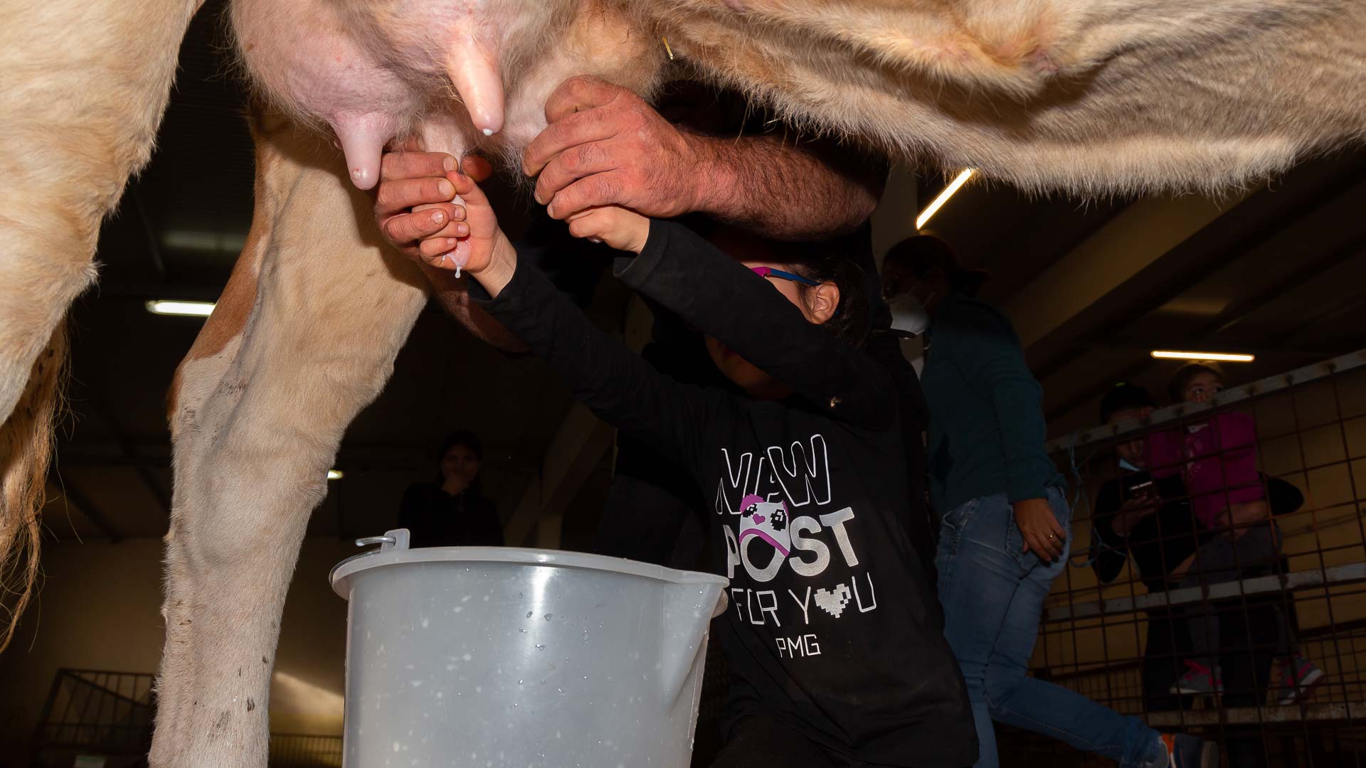 Arzana: Day with a shepherd with lunch in a farm - Photo 5