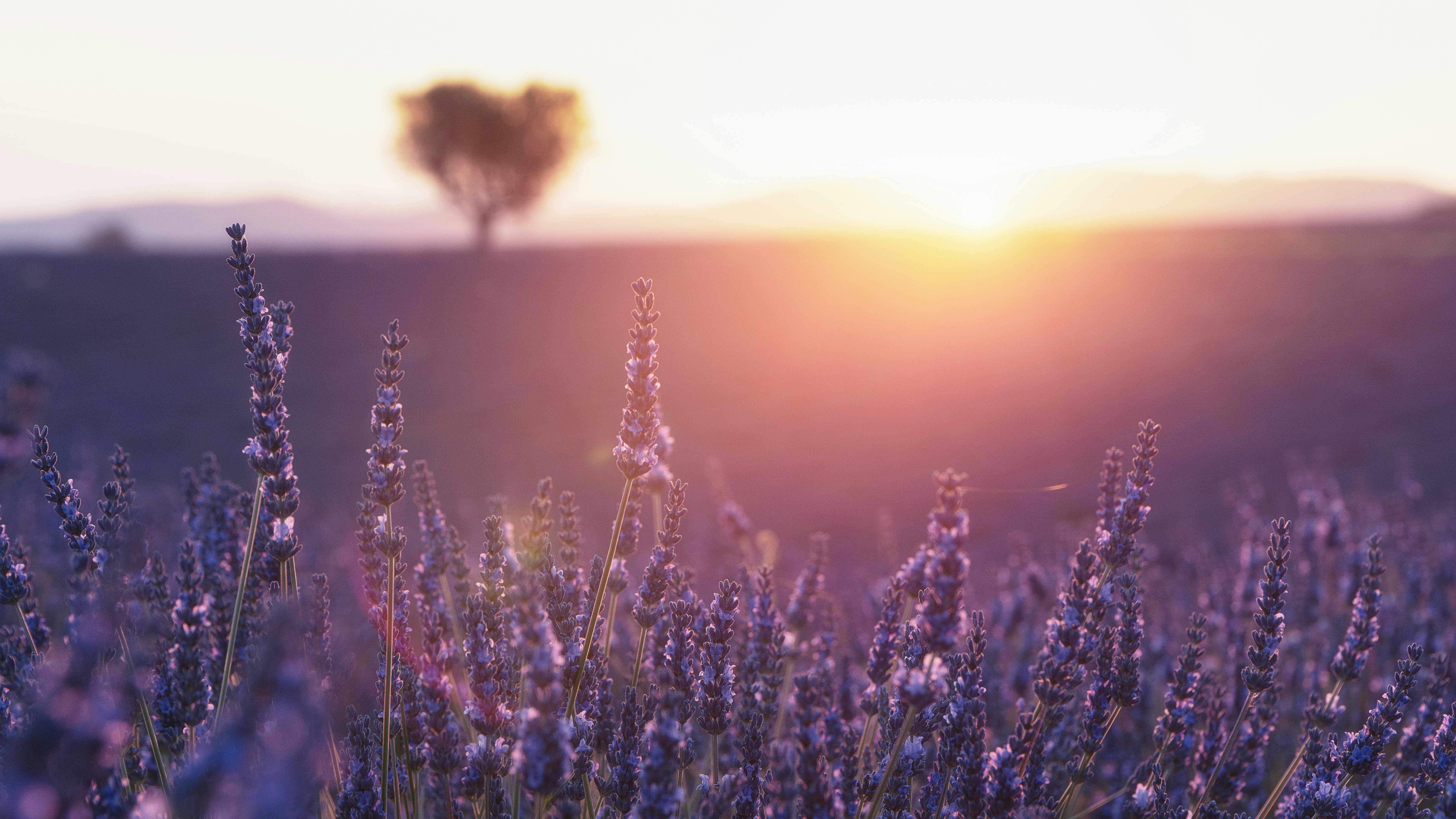 Live a real and unique experience in a lavender field - Photo 22