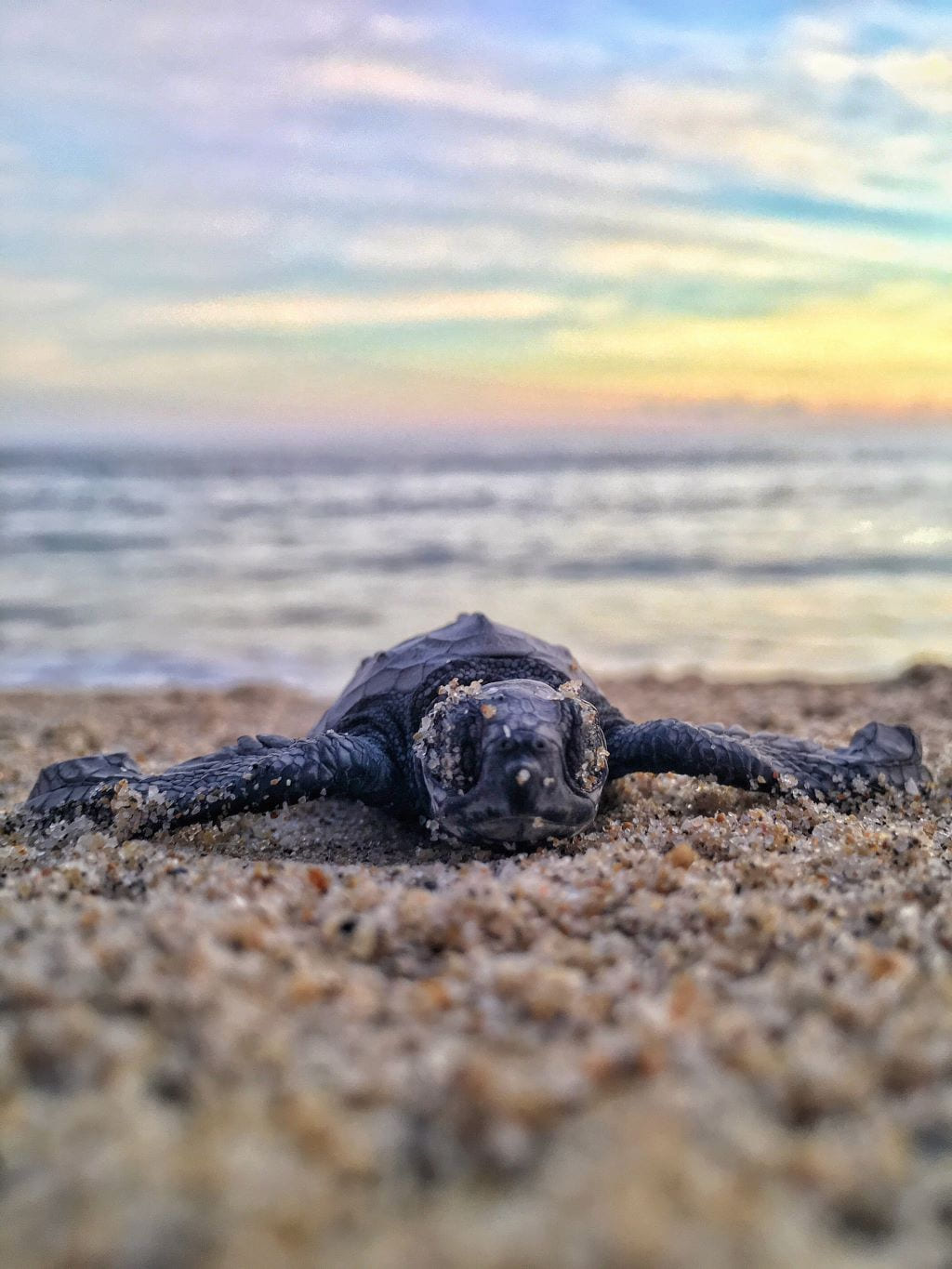 Tour por Puerto Escondido: Maravillas mexicanas desde Mazunte hasta la Ciudad de México (8 días) — 8/8