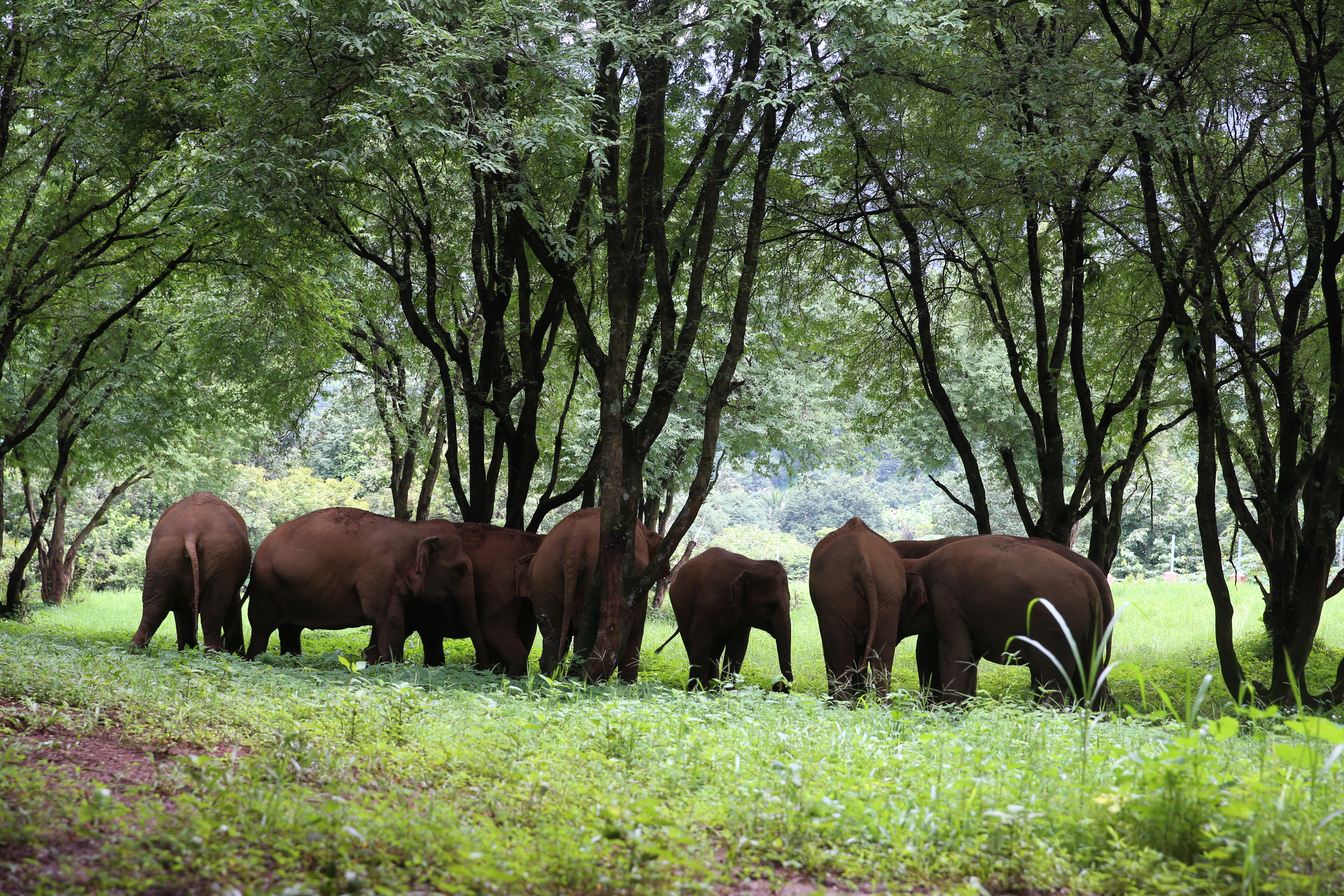 Chiang Mai:Etkili Fil Gözlemi Doğa Parkı Ziyareti