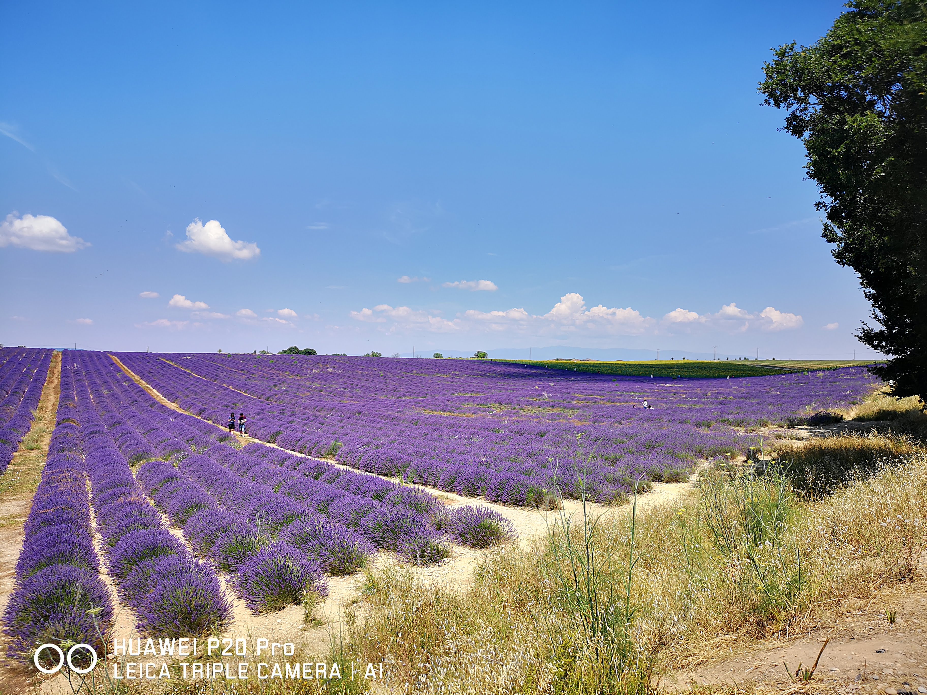Marseille Shore Excursion: Private Day Trip to Manosque, Valensole, Moustiers Ste Marie and Lake Ste Croix - Photo 21