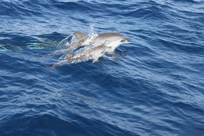 Puesta de sol y delfines