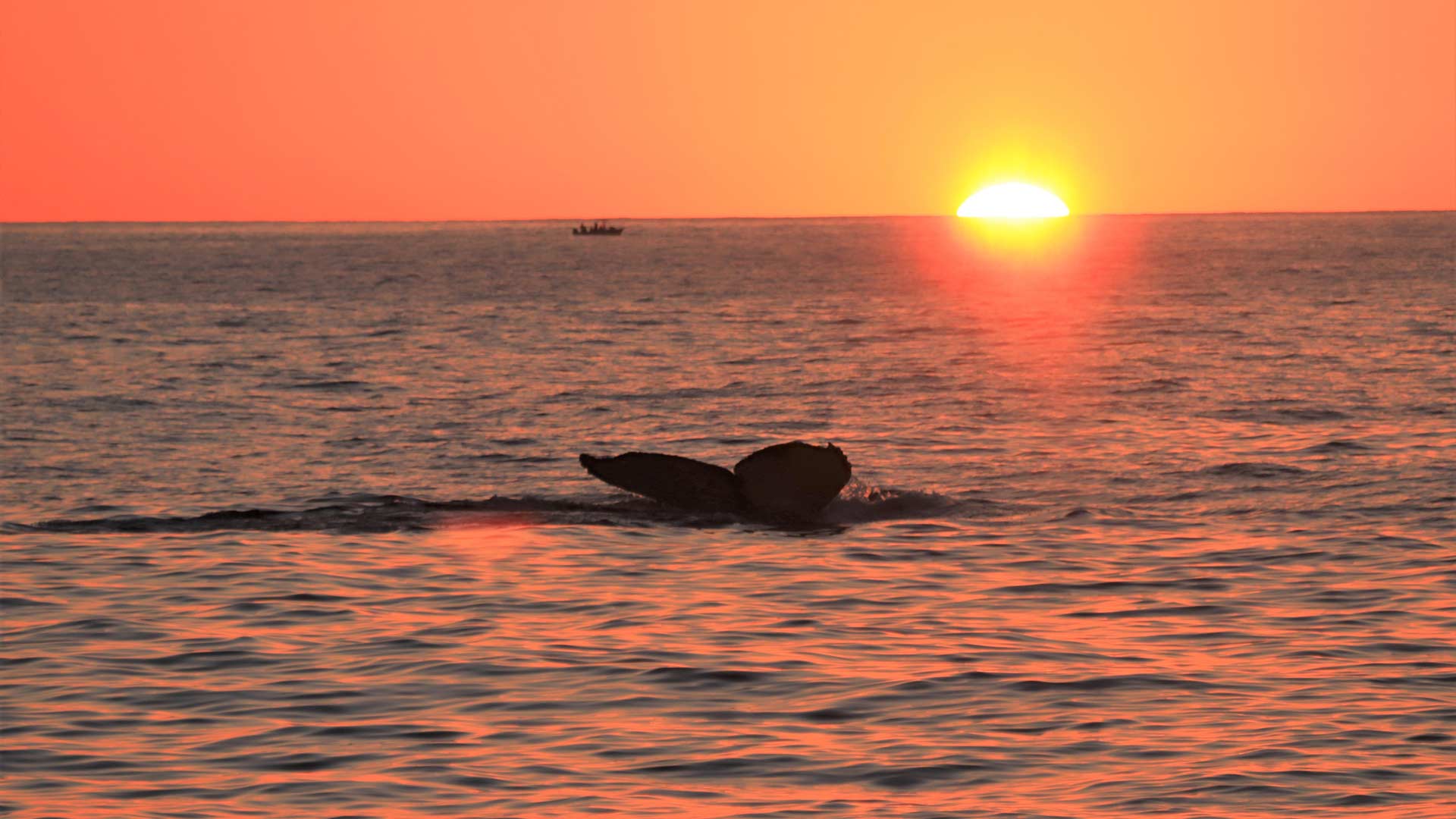 Avistamiento de ballenas al atardecer - Foto 2