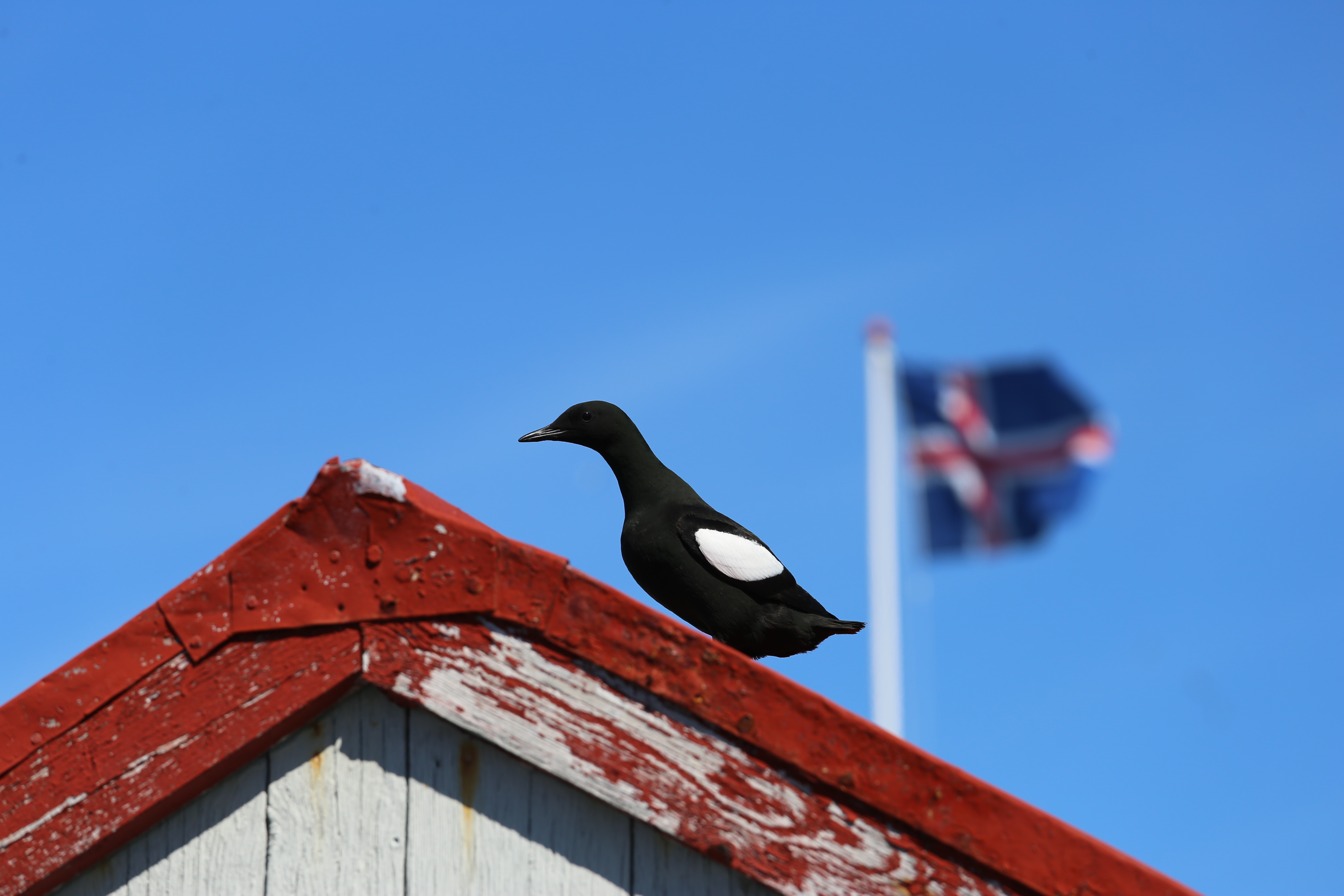 Official Vigur Island Tour (with return boat transfer from Ísafjörður) - photo 5