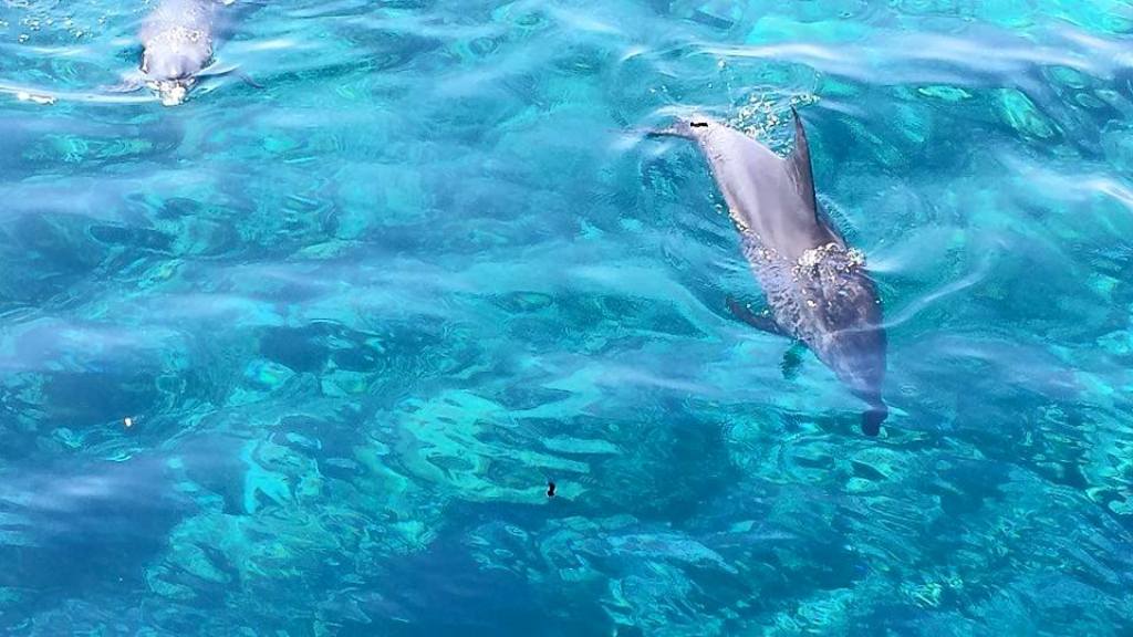Dolphin House Trip - 2