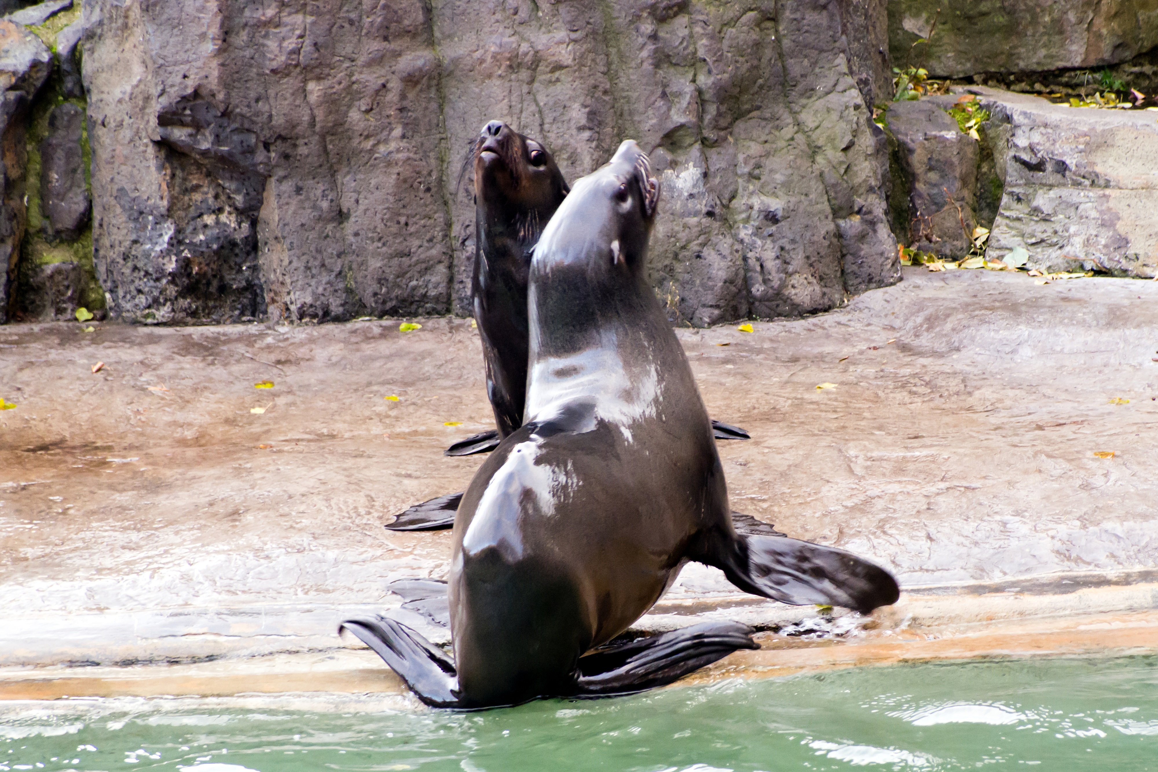 Boat to the ZOO with English Guide