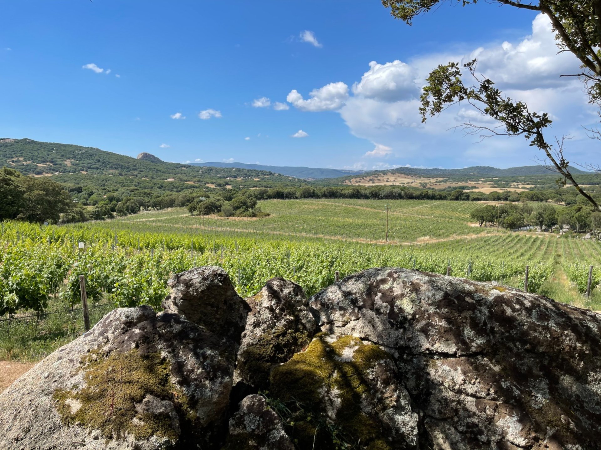 Olbia: visit to a Gallura winery with tasting - Photo 15