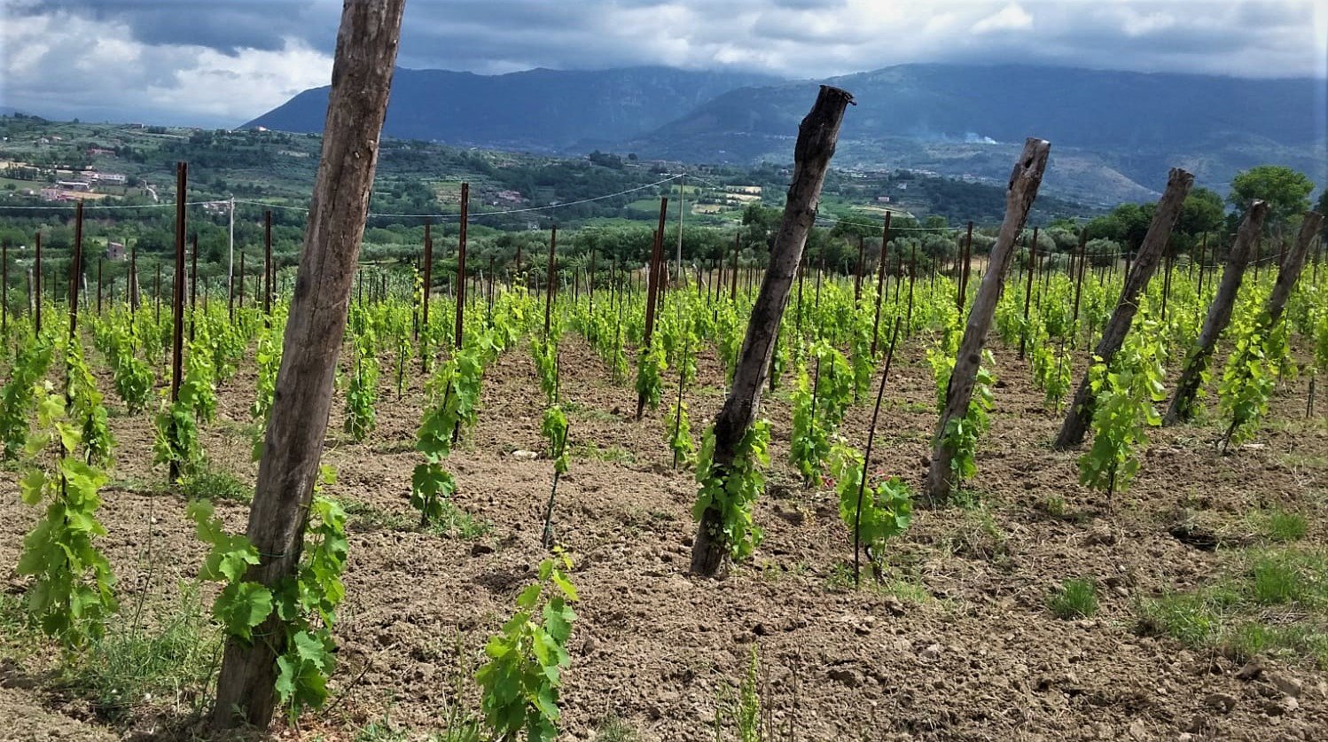 Sant'Agata de' Goti: Wine Tasting and Cellars visit  - Photo 9