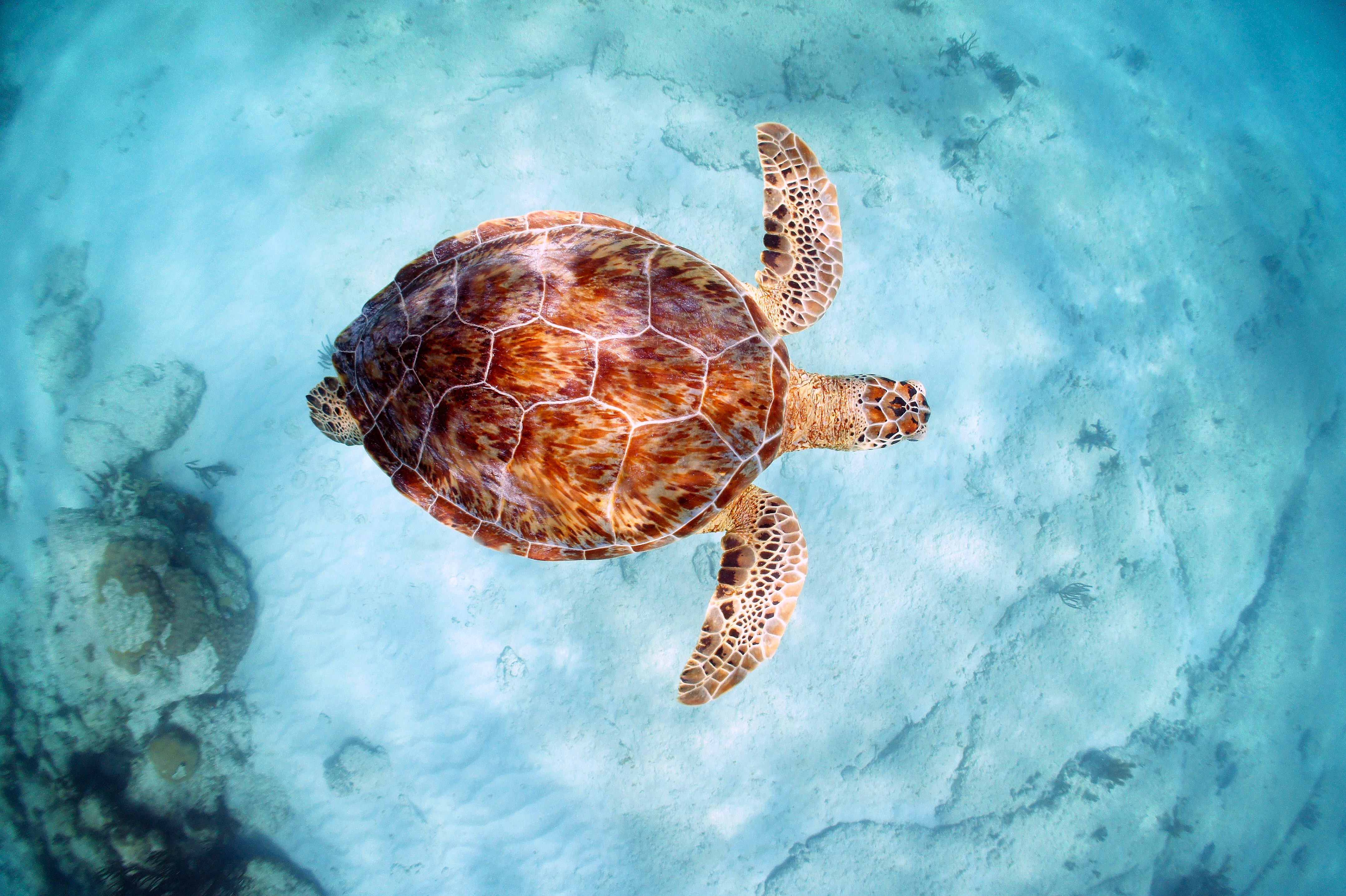 Encuentro con tortugas y esnórquel en el arrecife en Akumal — 7/10