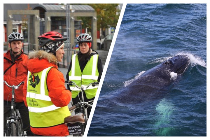 Reykjavík Whales & Bikes