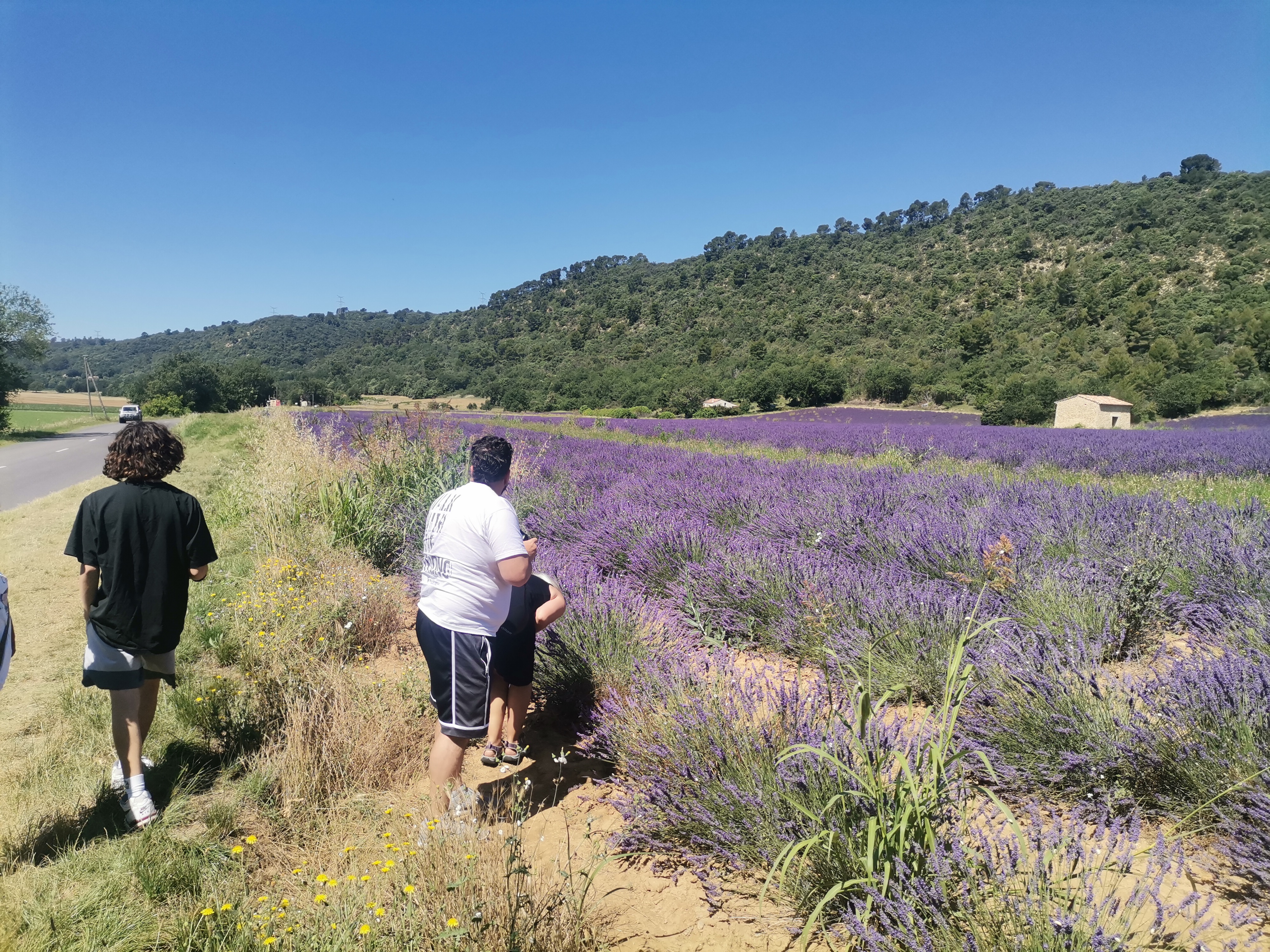 Live a real and unique experience in a lavender field - Photo 4