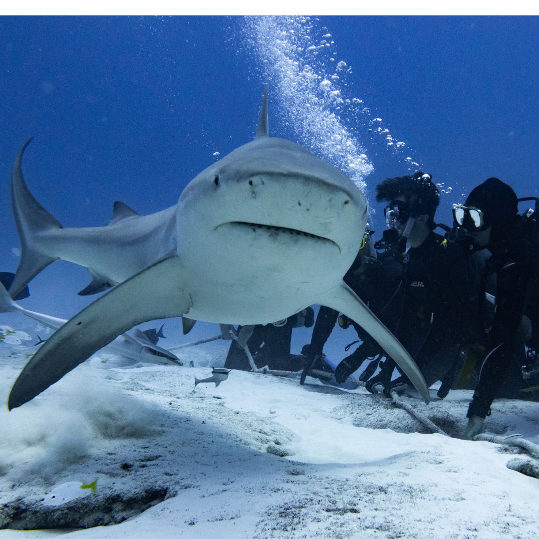 Her Şey Dahil Cancún: Dalış & Yat 51¨Leopard Ofis 10 saat