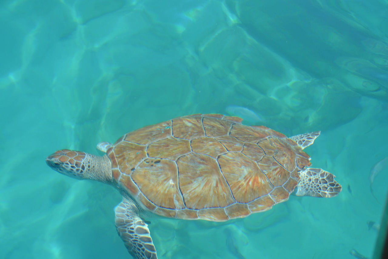 "The Ultimate Barbados Heritage & Scenic Private Tour" 5