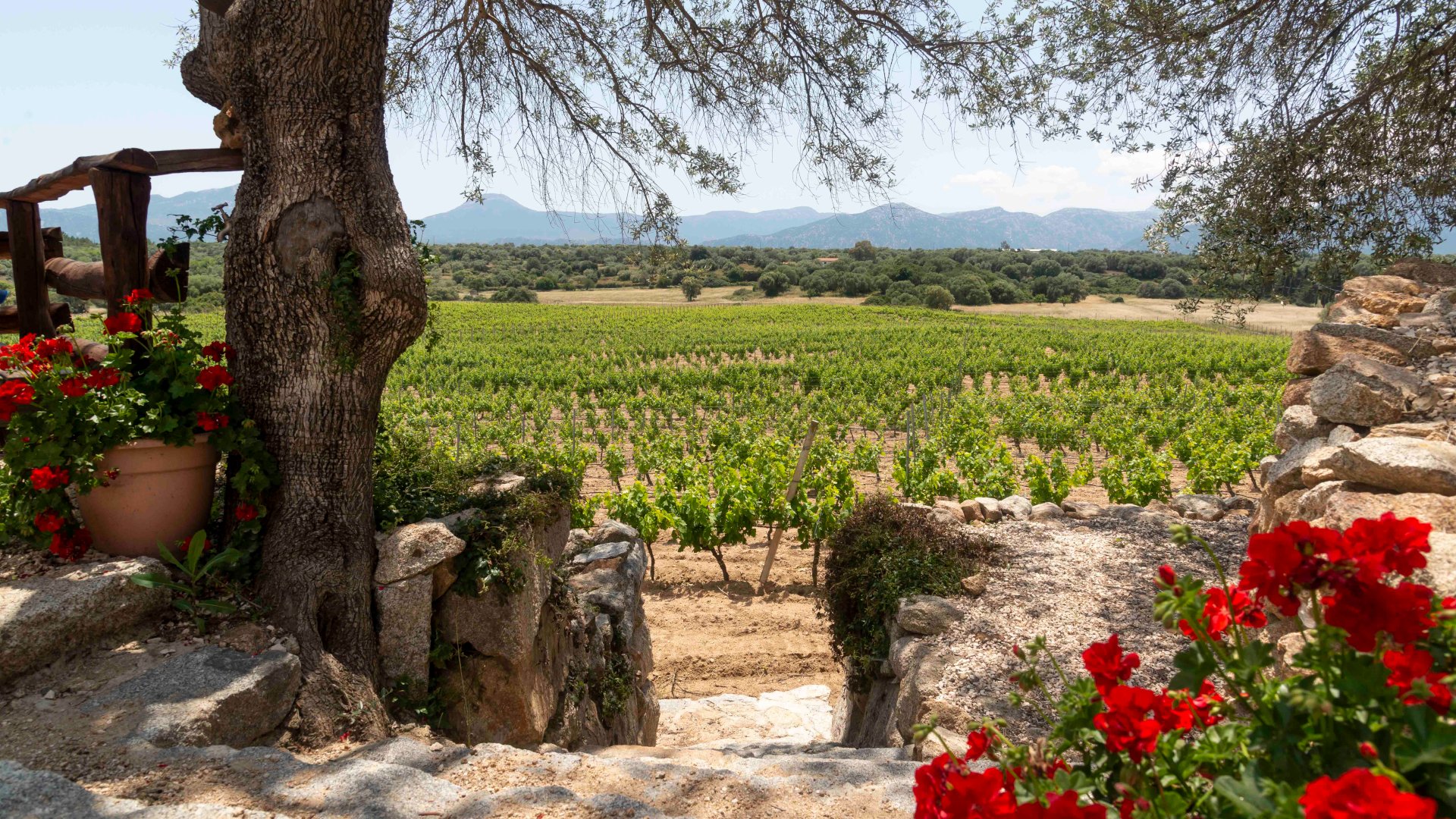 Dorgali: visit of a winery with tasting - Photo 17