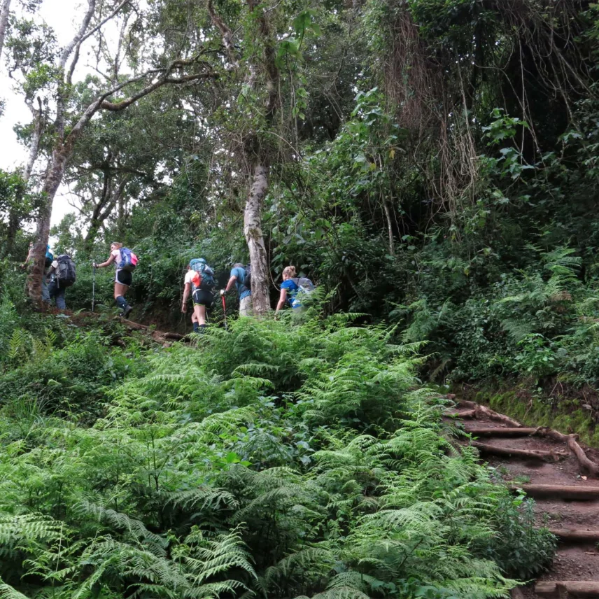 Drive to Londorossi Gate and trek to Forest Camp 1