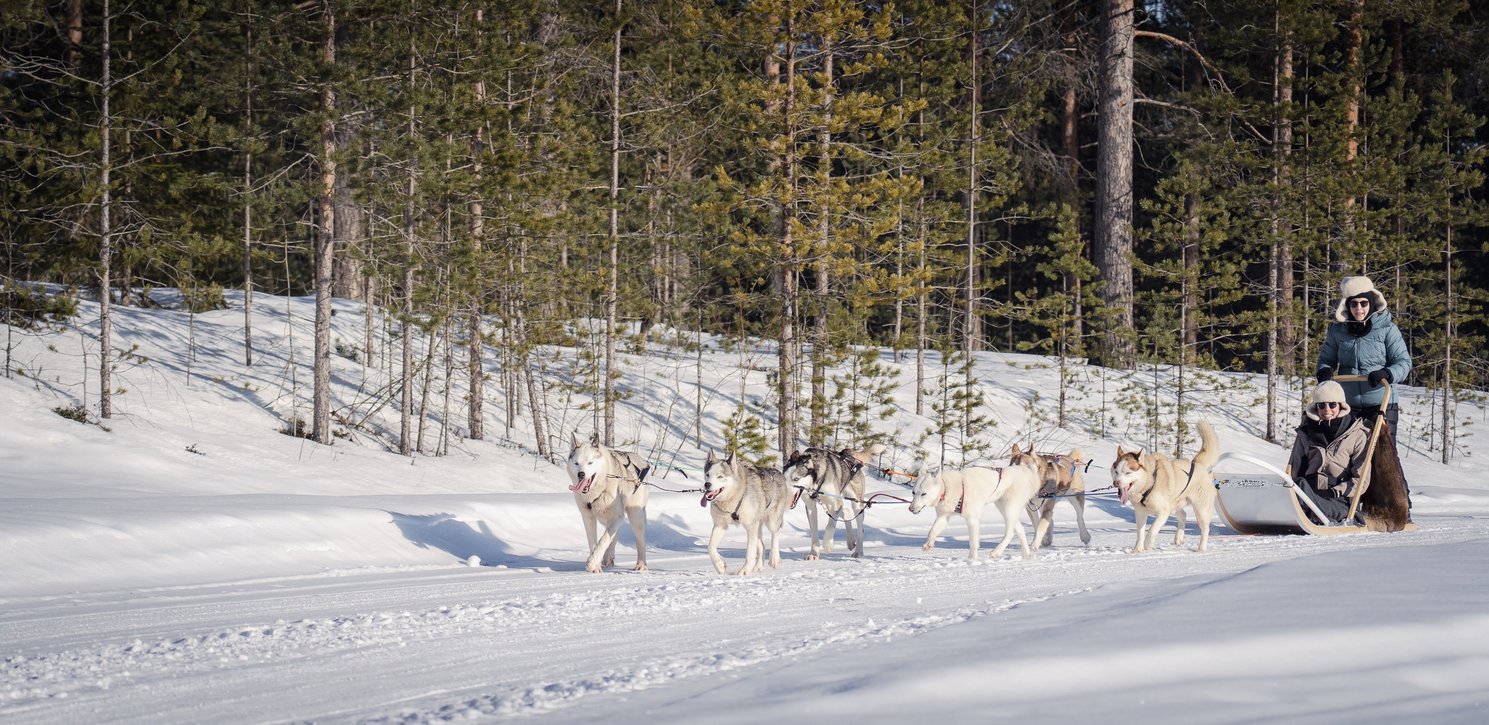 2-5KM HUSKY SLEIGH RIDE not self driven