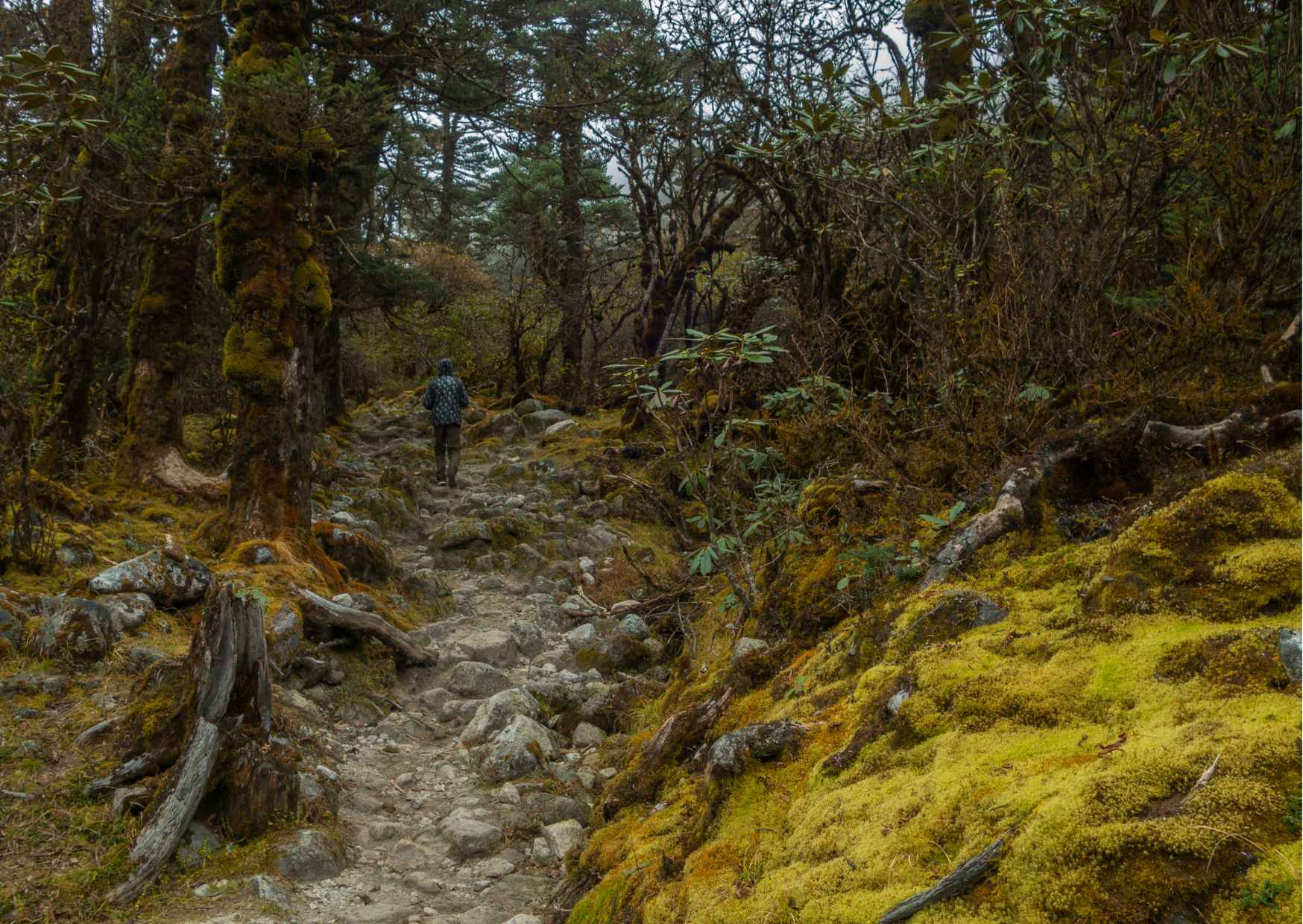 Day Trip to Singalila (Guided Private Sightseeing Experience from Darjeeling) - Photo 8