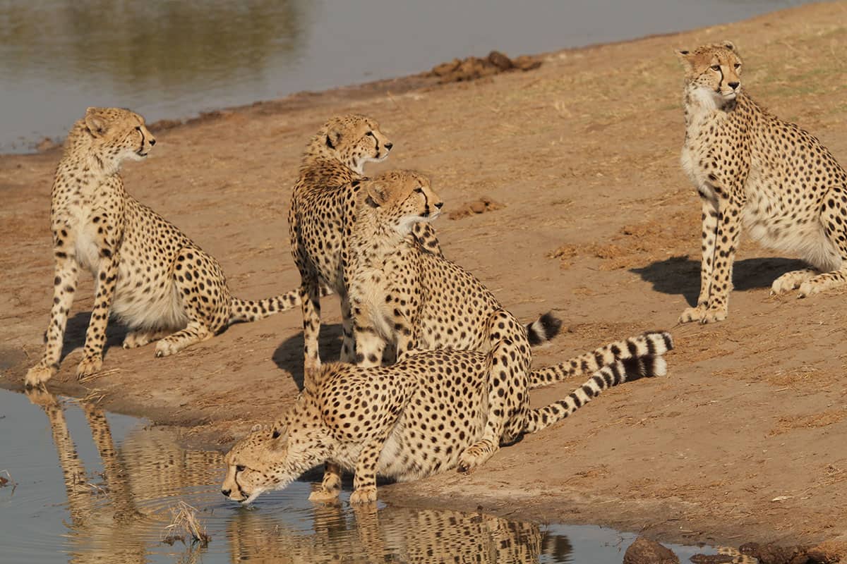 Safari de día completo en el Parque Nacional Hwange + almuerzo - Foto 4