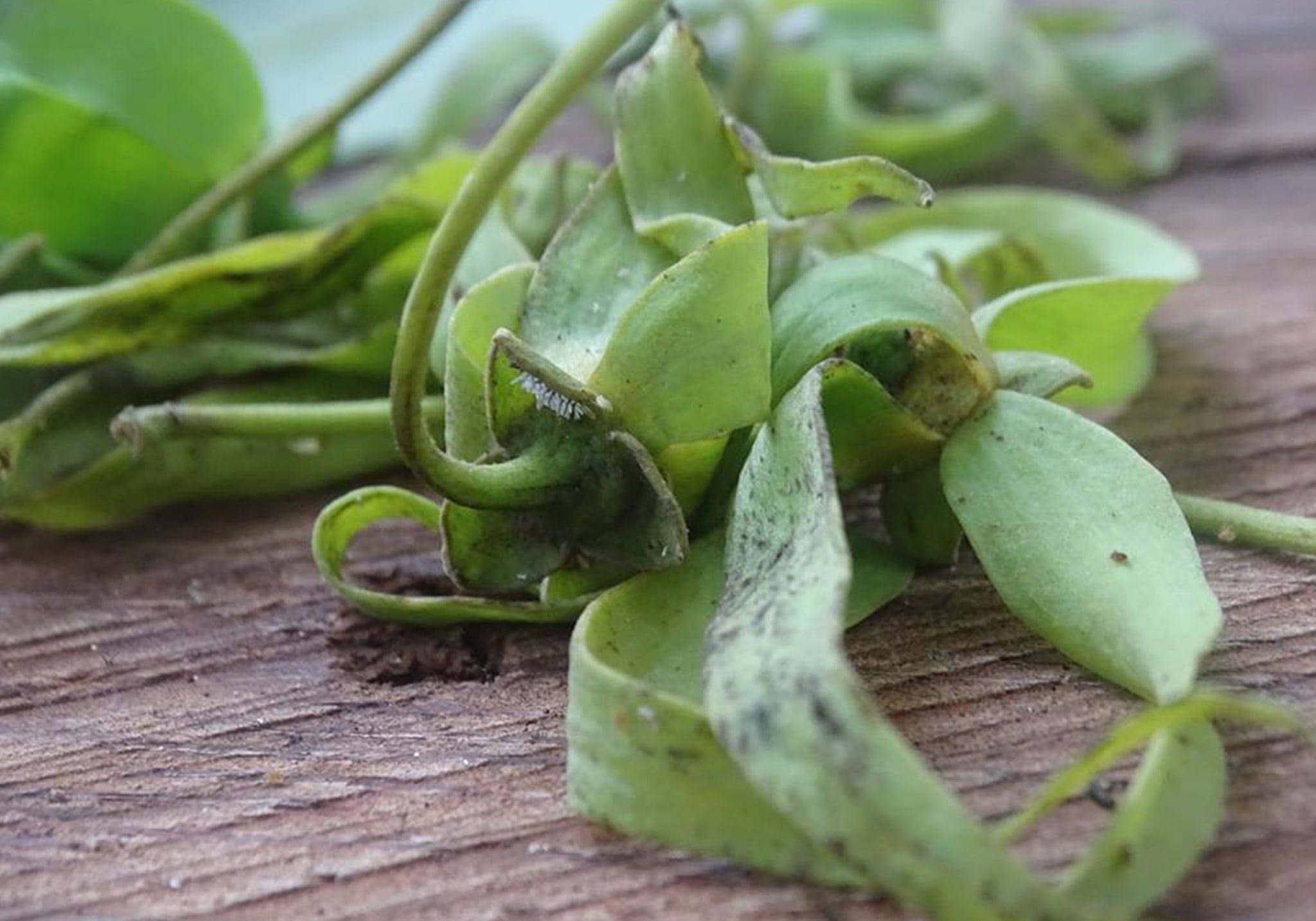 Zanzíbar: pruebe los sabores de las especias y hierbas de la isla - Foto 3