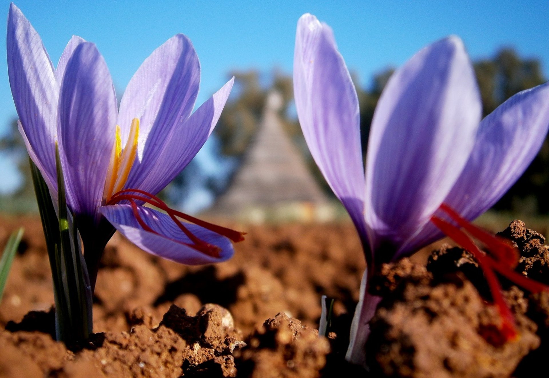 Alghero: saffron workshop with shepherd and tasting in Olmedo - Photo 5
