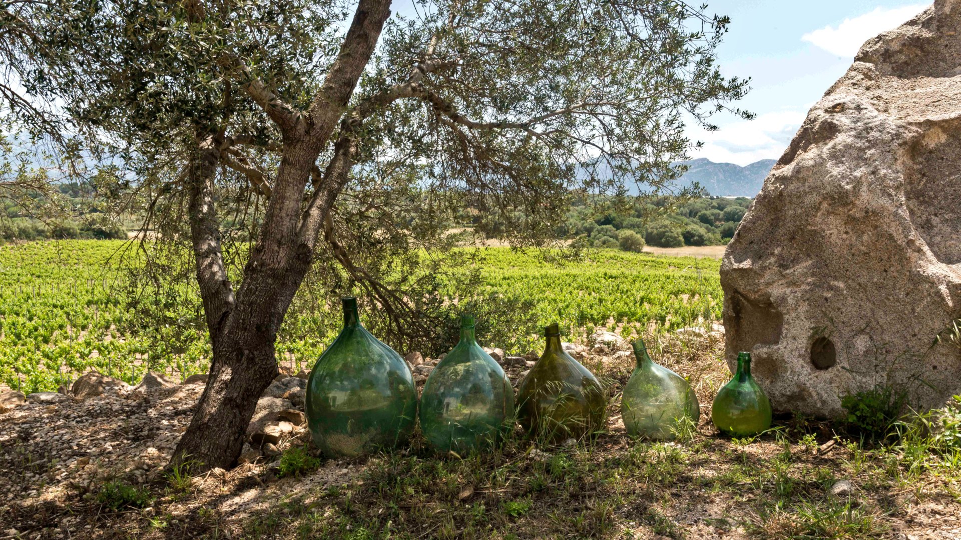Dorgali: visit of a winery with tasting - Photo 27