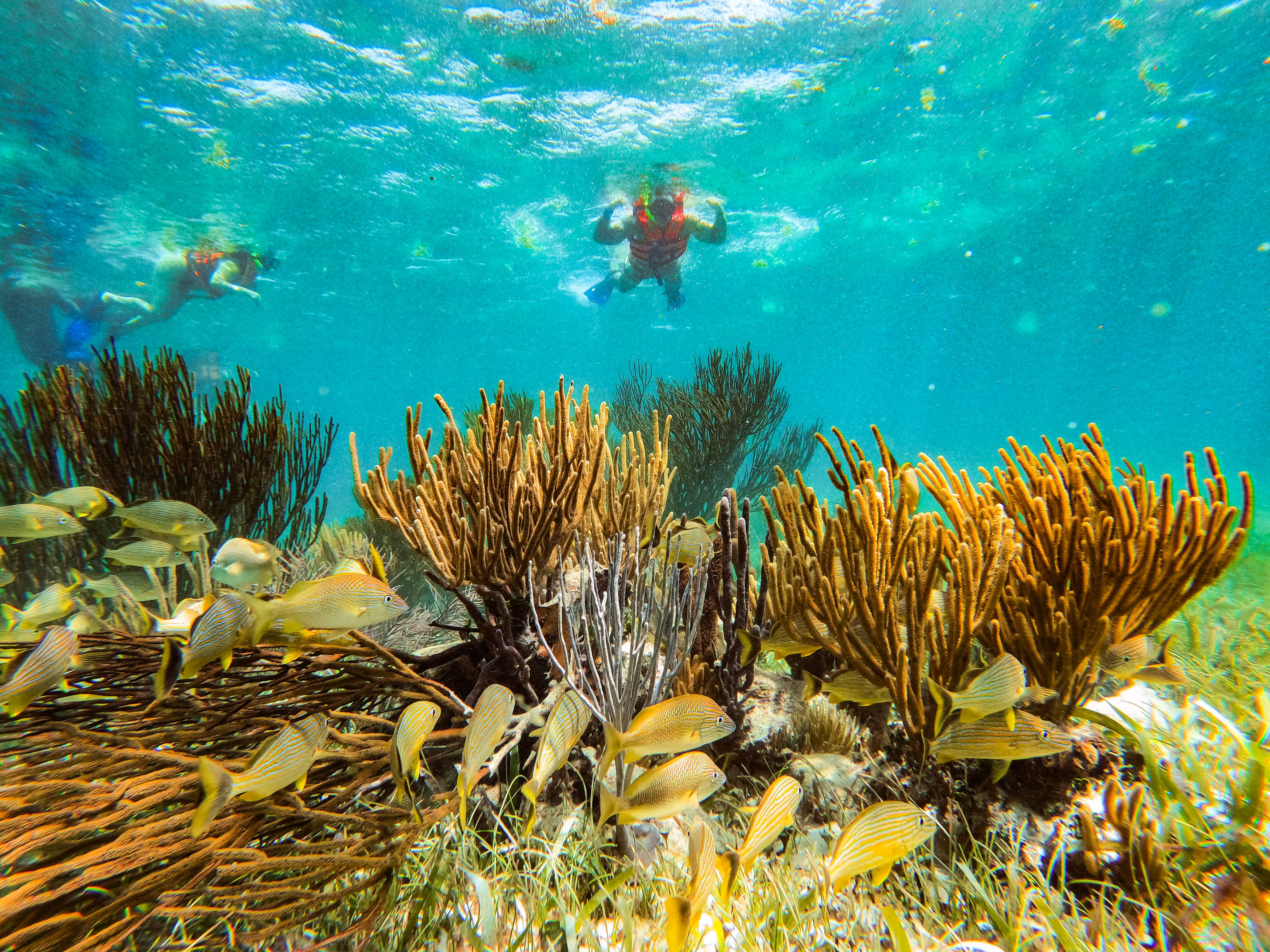 Esnórquel en Arrecifes del Parque Nacional desde Cancún con Almuerzo frente a la Playa — 13/21