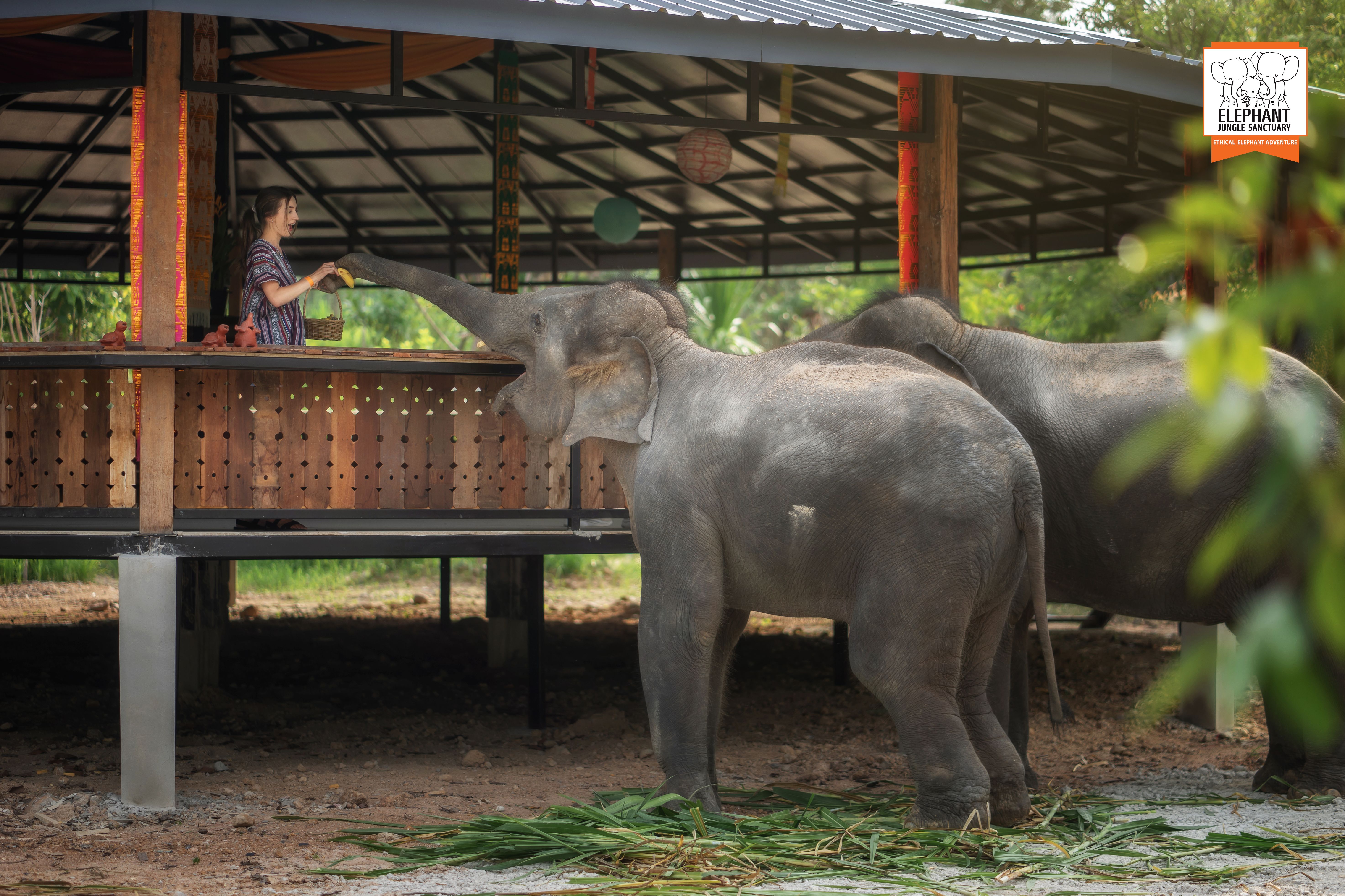 Chiang Mai: Feed Me Experience