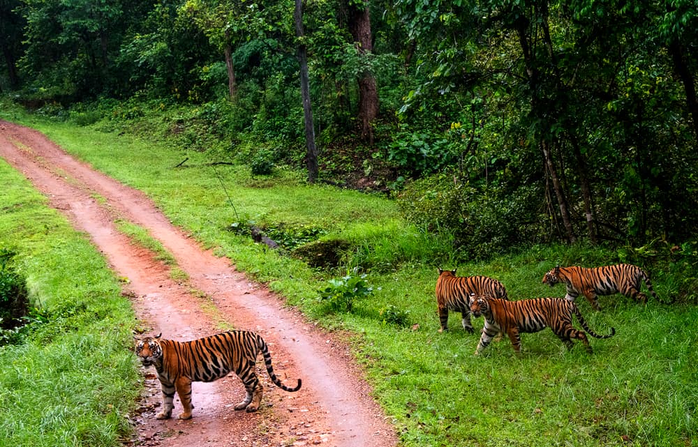 Tiger Tales: una aventura de vida silvestre en la India central