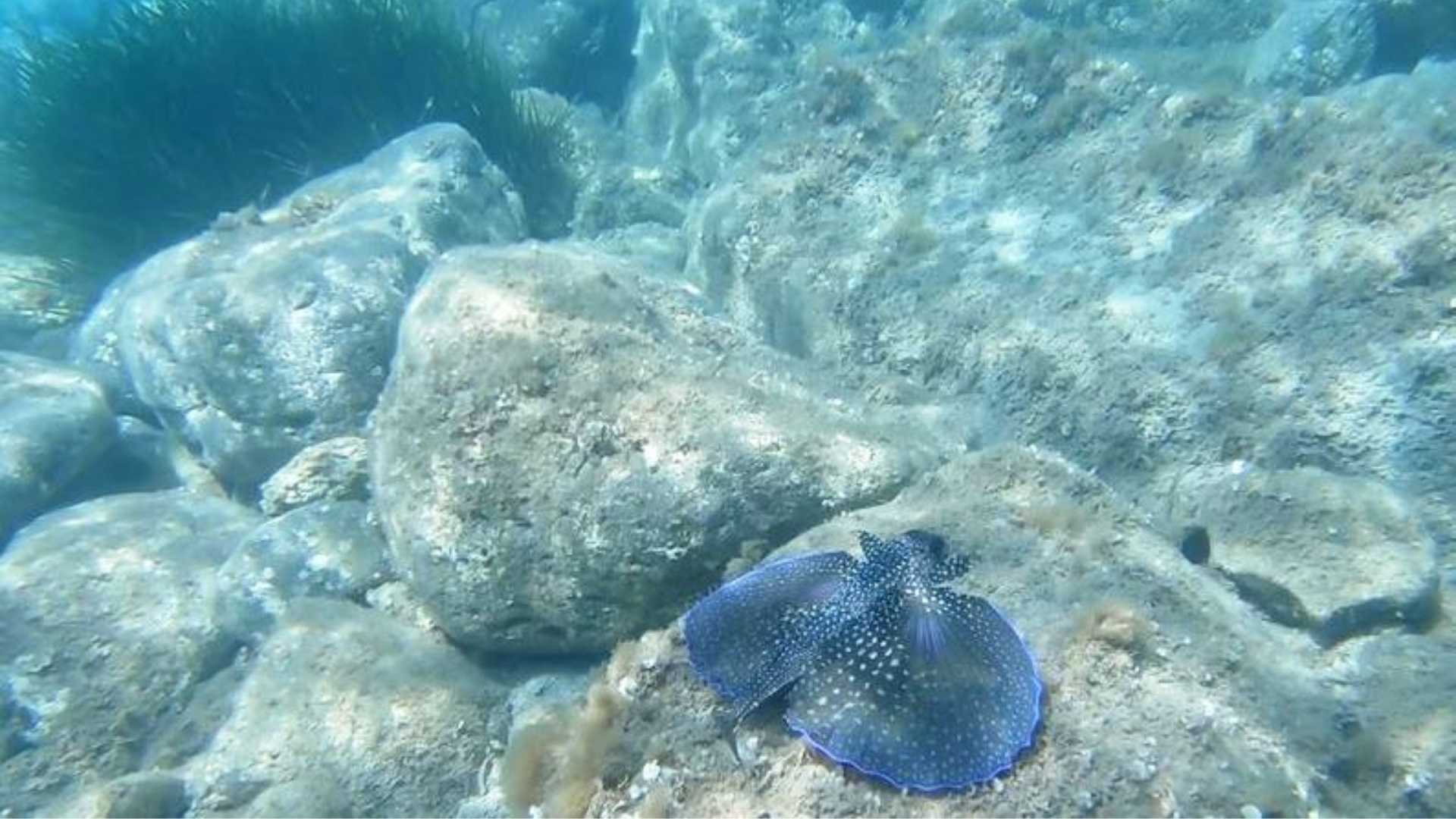 Cala Gonone: snorkeling in the Orosei Gulf - Photo 10
