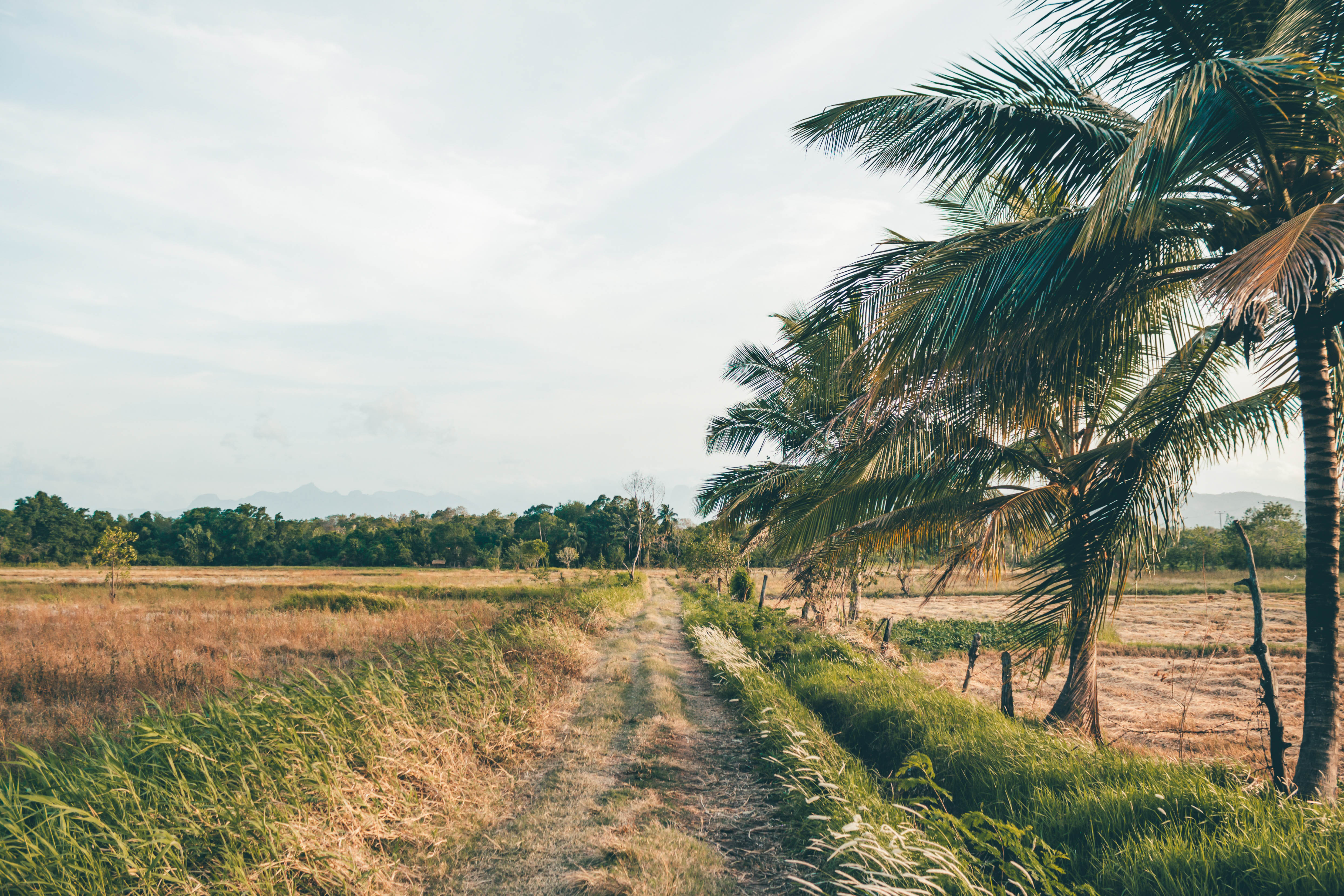 Royal Botanic Garden and Village Life Tour from Kandy