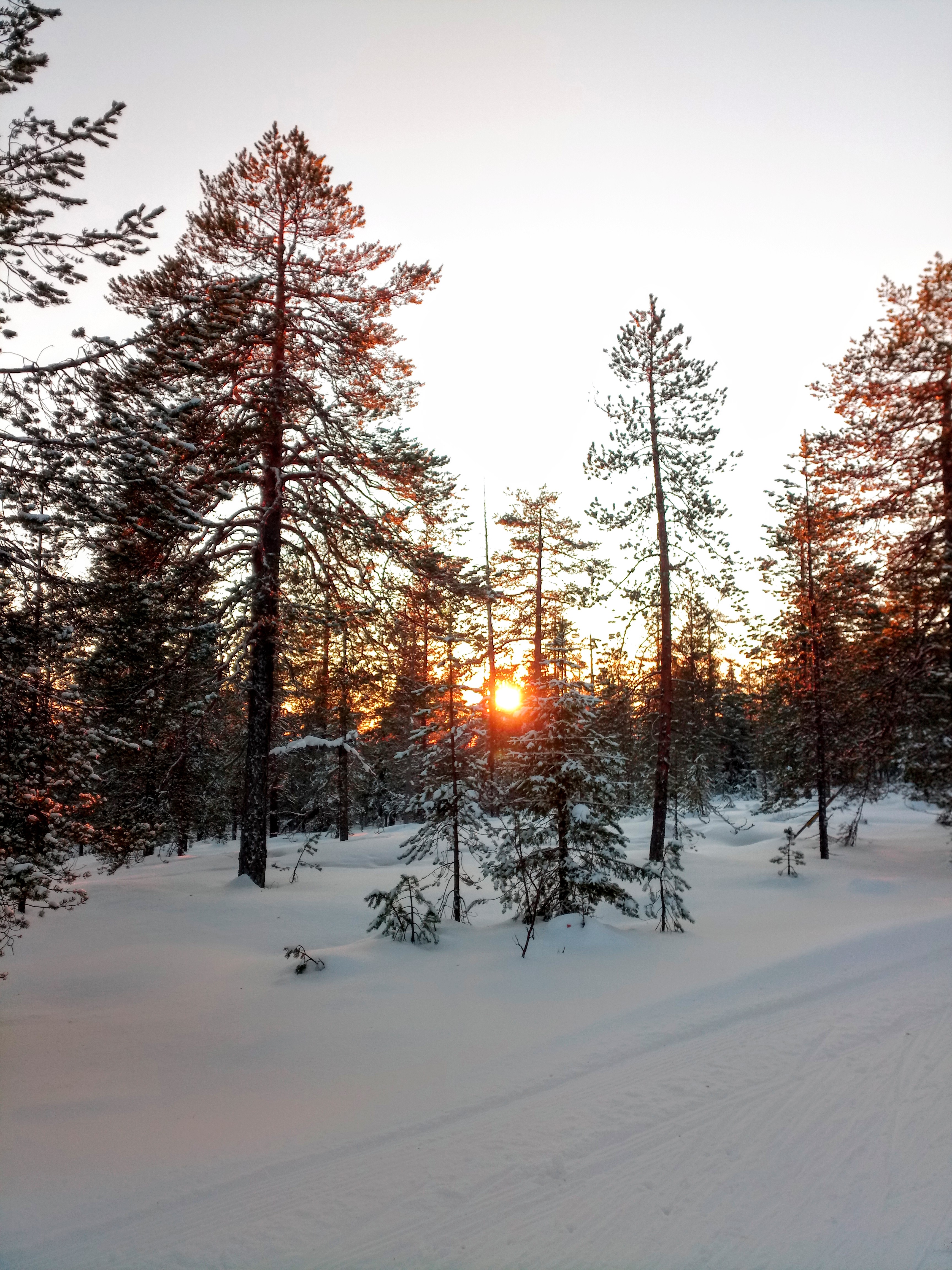Excursión a Vikaköngäs con Recogida en Grupo Reducido - Alojamientos en Rovaniemi
