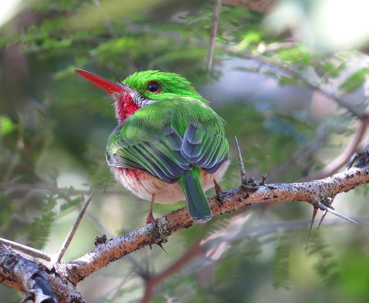 Experimente los famosos colibríes de Jamaica en Rocklands Bird Sanctuary-Montego Bay - Foto 5