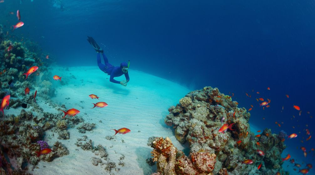 Marsa Mubarak Diving trip from Marsa Alam.