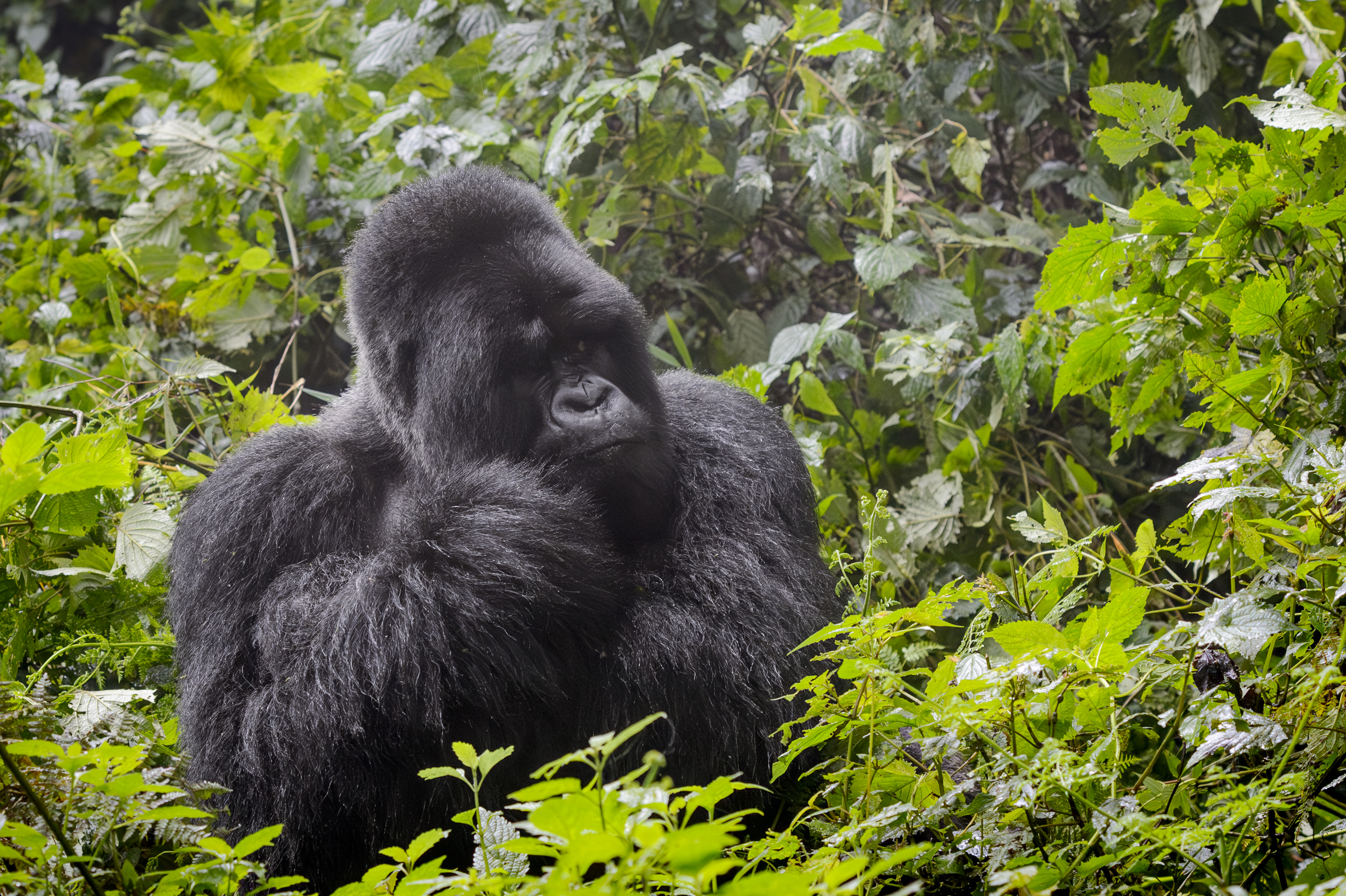 Trekkers watching a gorilla family in the Virunga forest