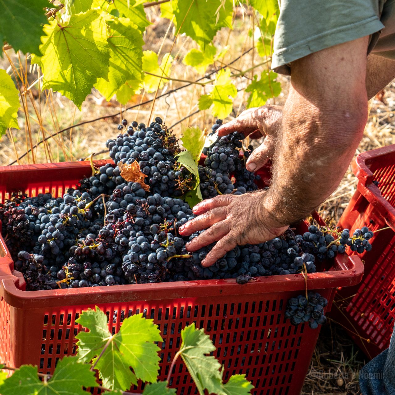 The Wines of Corbara: Exploring the Flavors of Umbria - Photo 3