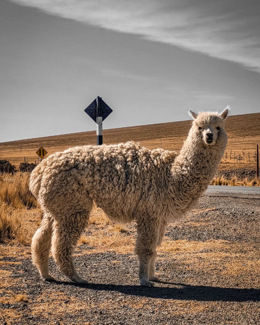 Naz-05 : Reserva Nacional Pampas - Santuario Vicuña Lama - Foto 4