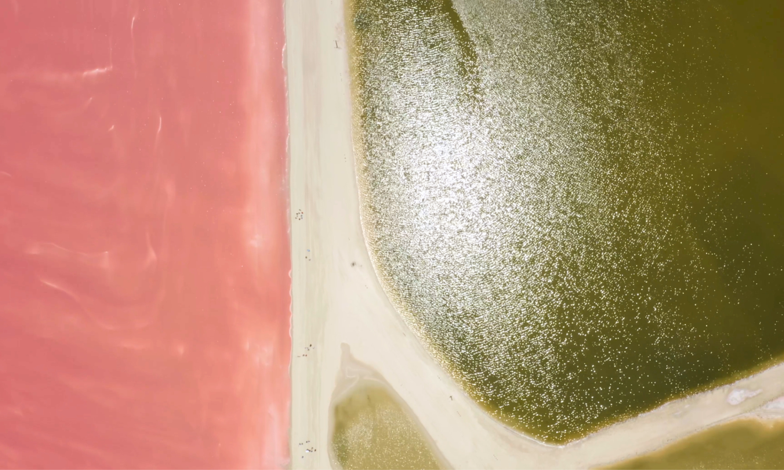 Desde Cancún: Rio Lagartos & Las Coloradas — 7/16