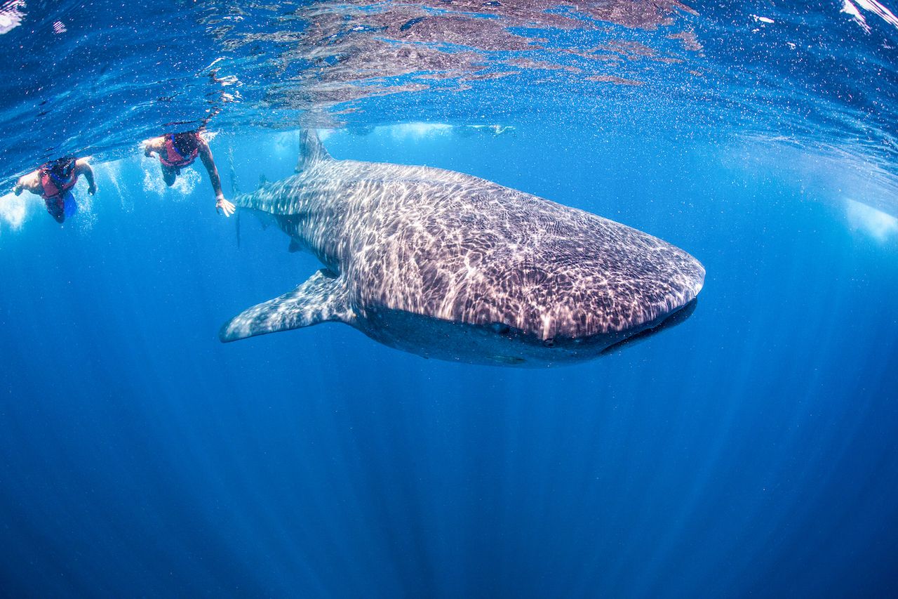 Man-02: Buscar y nadar con tiburones - Nado con adrenalina