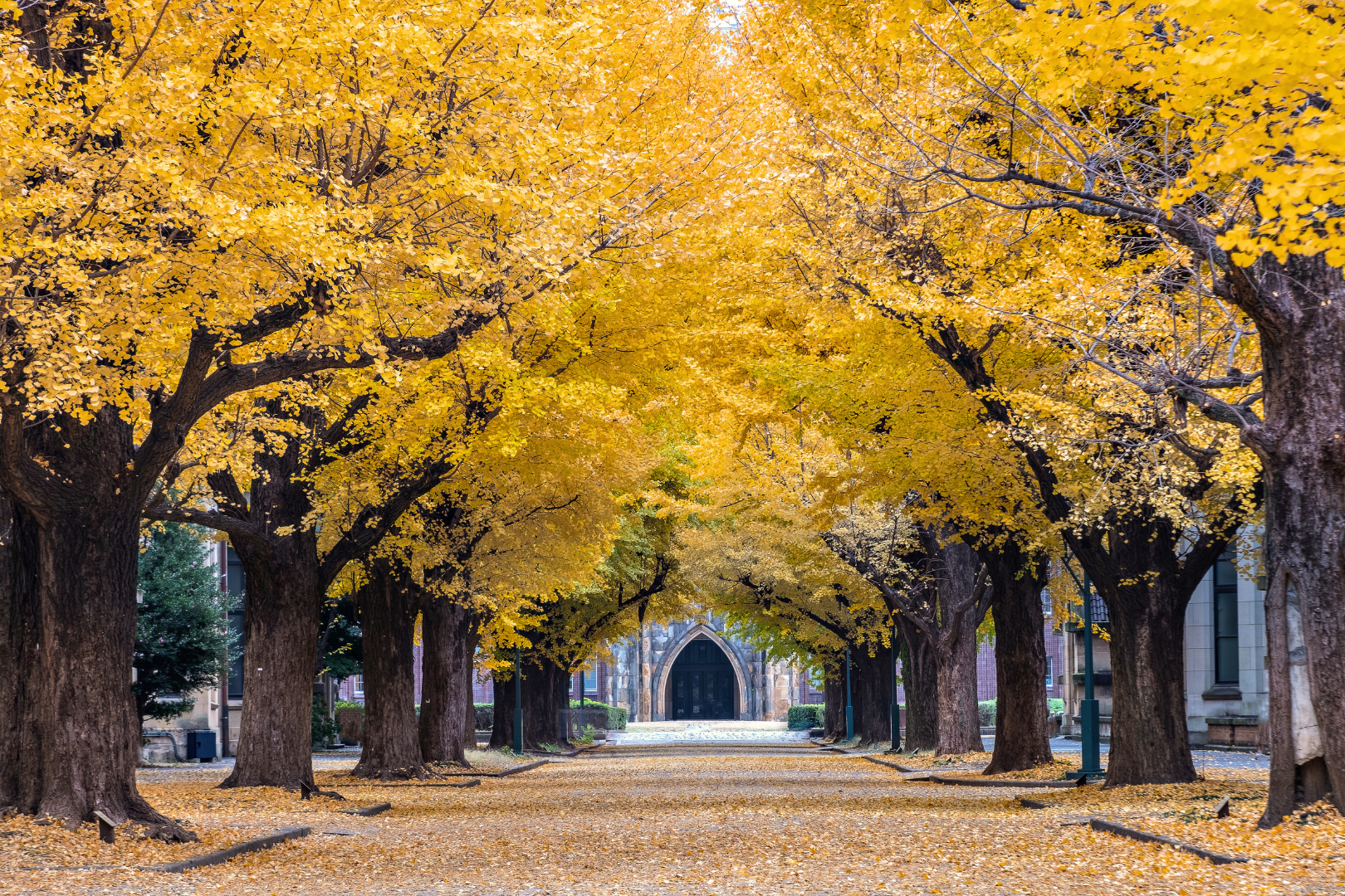 Tokyo Üniversitesi | En İyi Üniversite Mezunları Tarafından Düzenlenen Yürüyüş Turu