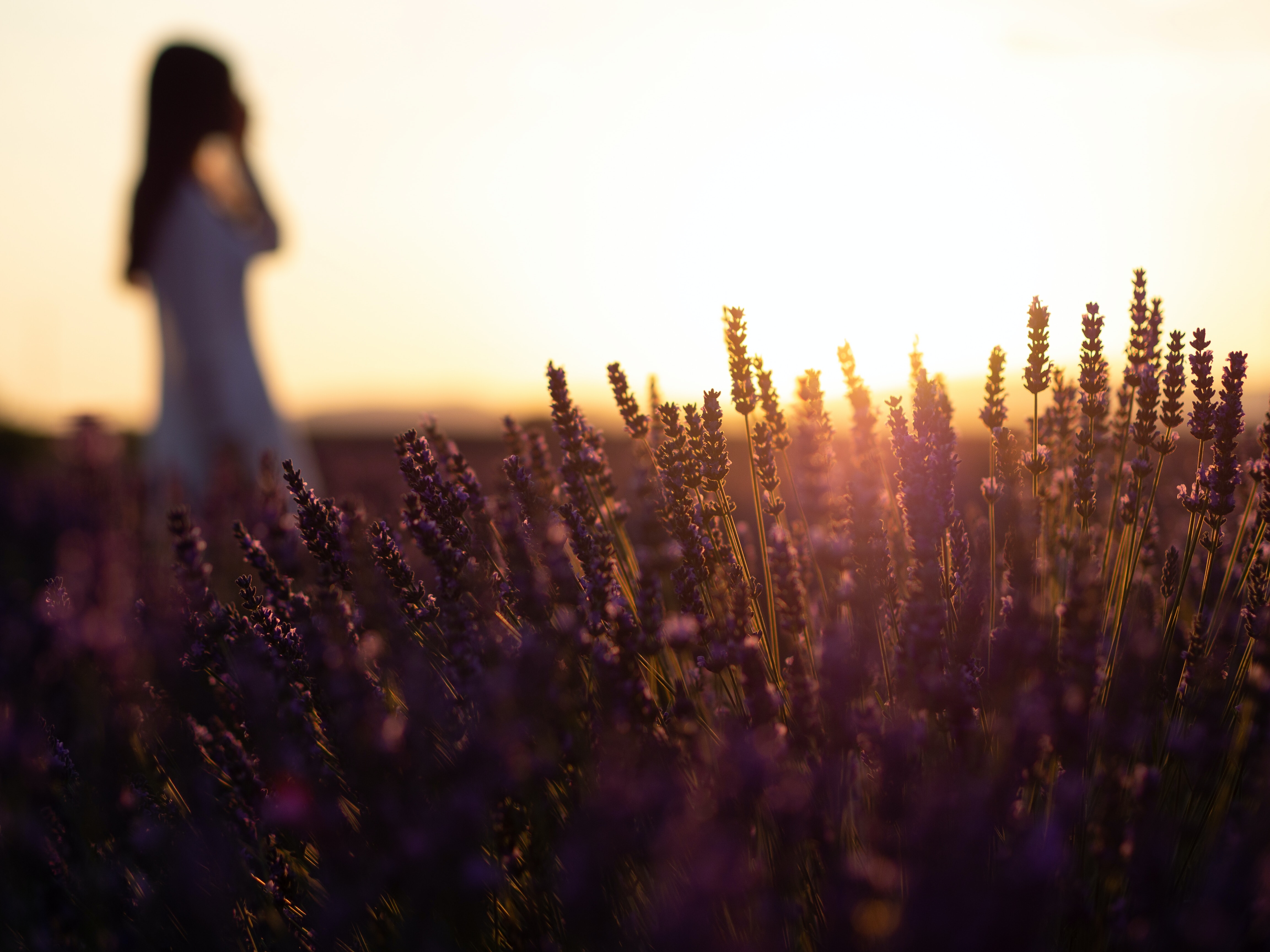 Live a real and unique experience in a lavender field - Photo 24